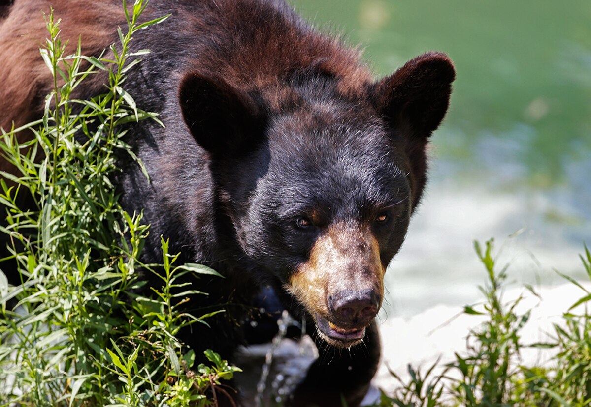 After Vote, Baiting Bears With Doughnuts Poised to Stay Legal in Maine
