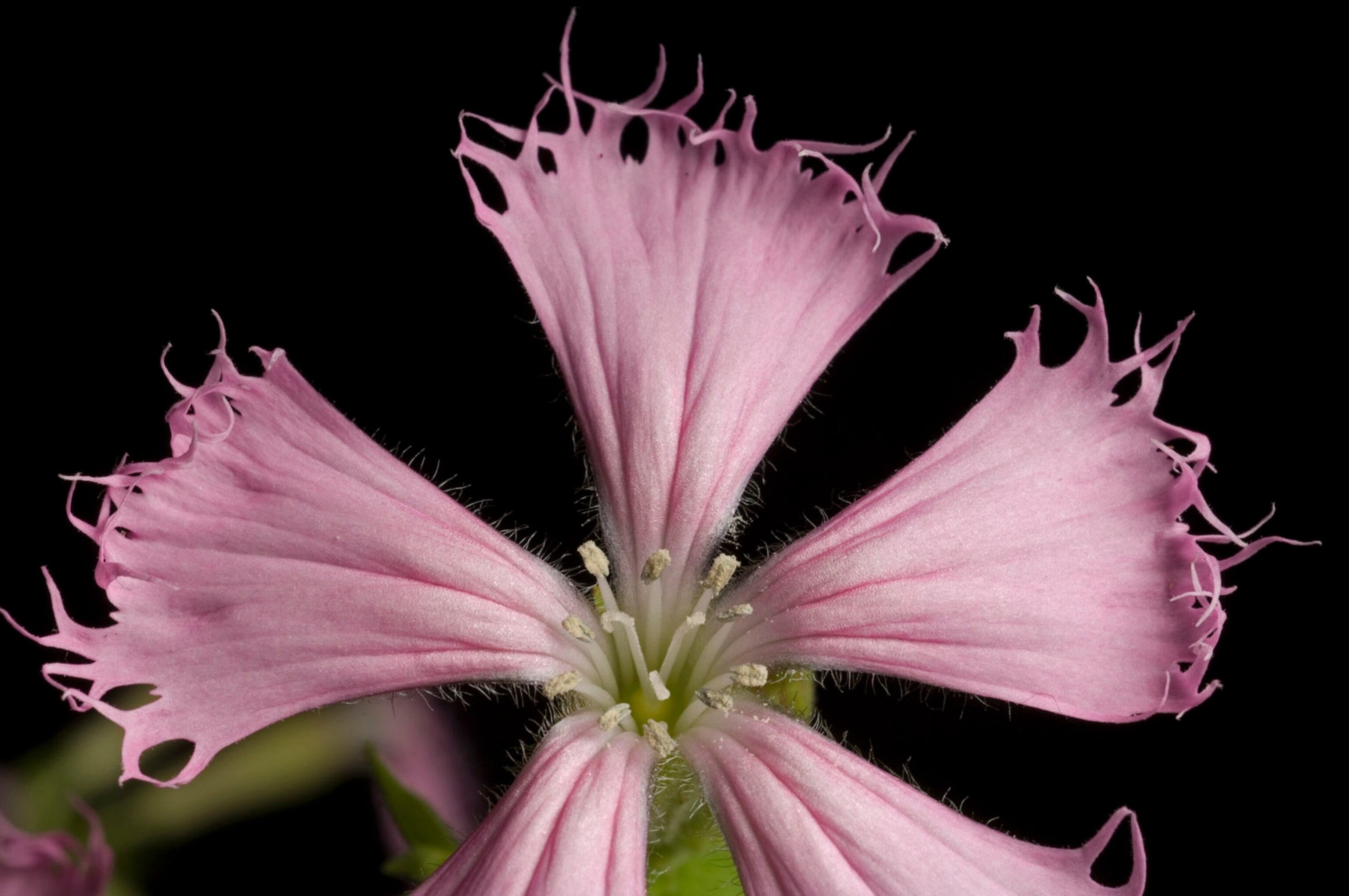 a fringed campion