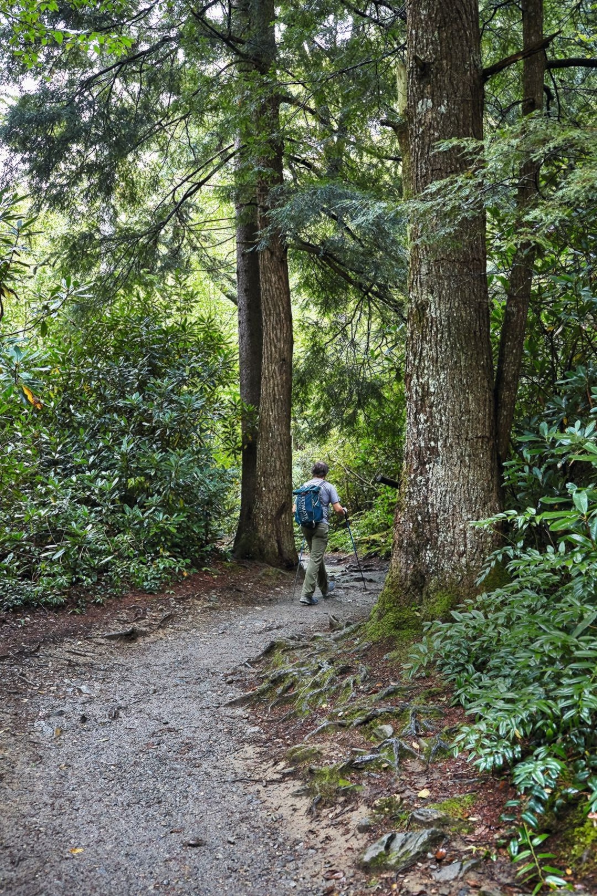Guide Dave Harlow of Smoky Mountains Guides on the Alum Cave Trail.