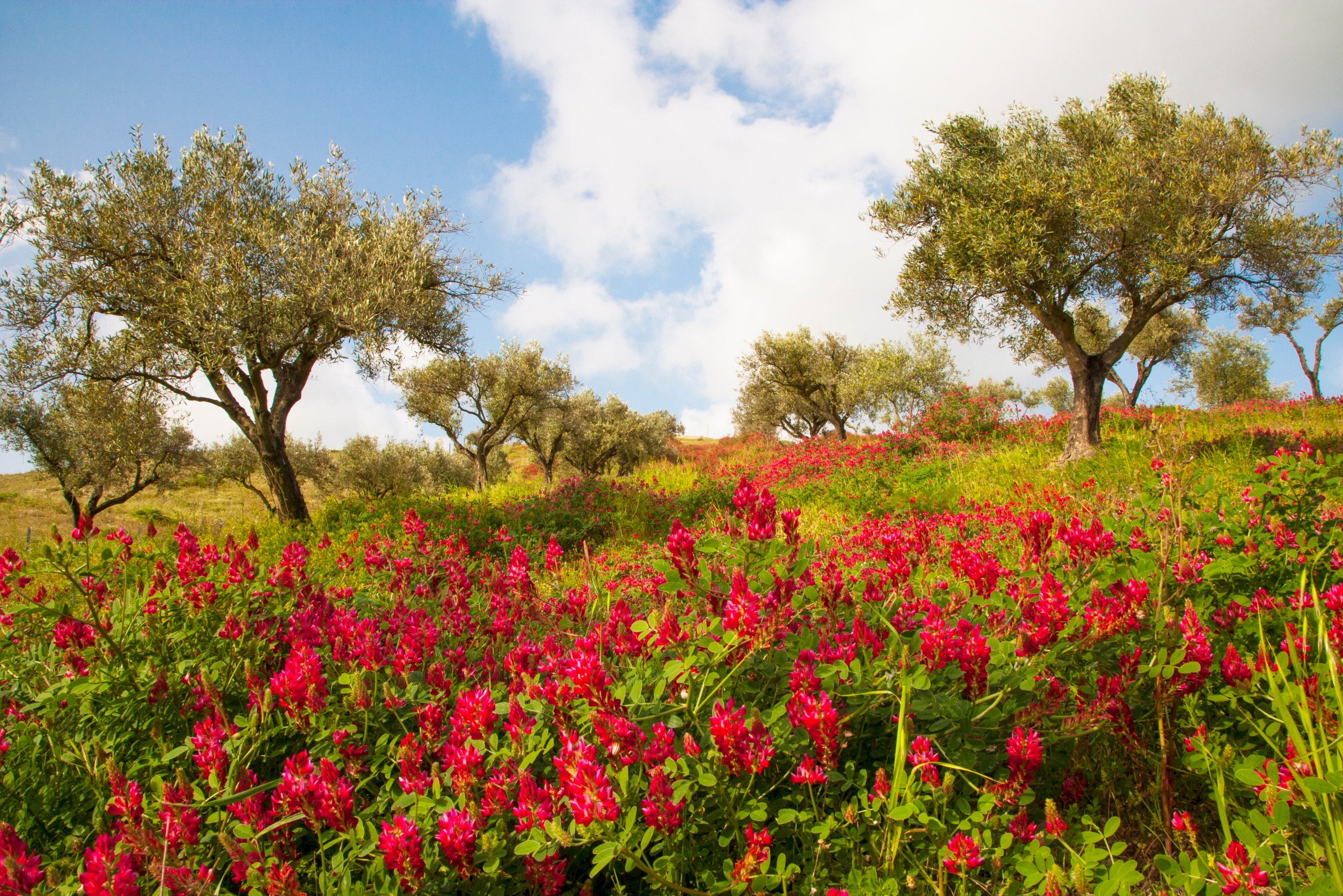 Olive grove near Santa Severina, Italy.