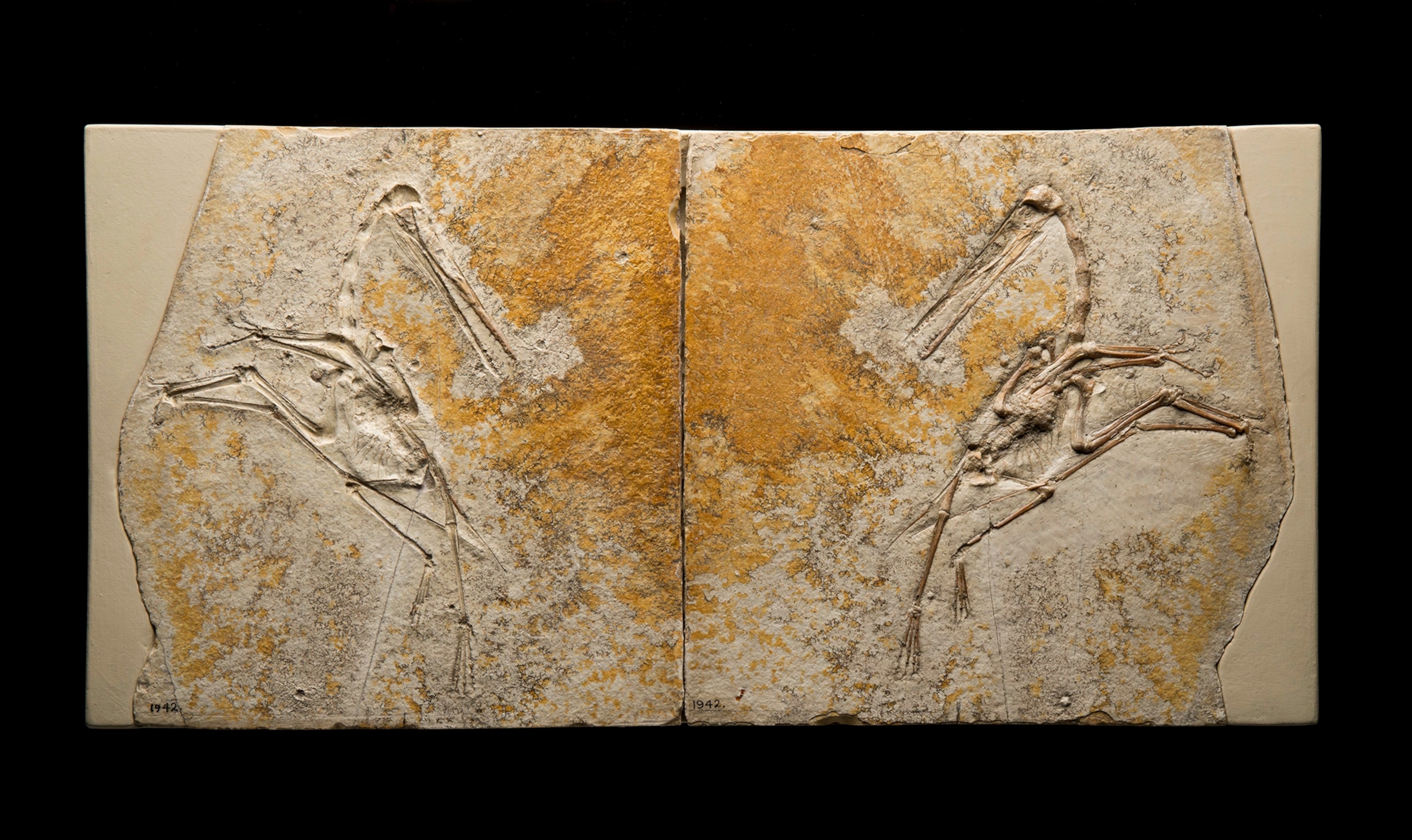 a fossil of a Pterosaur.