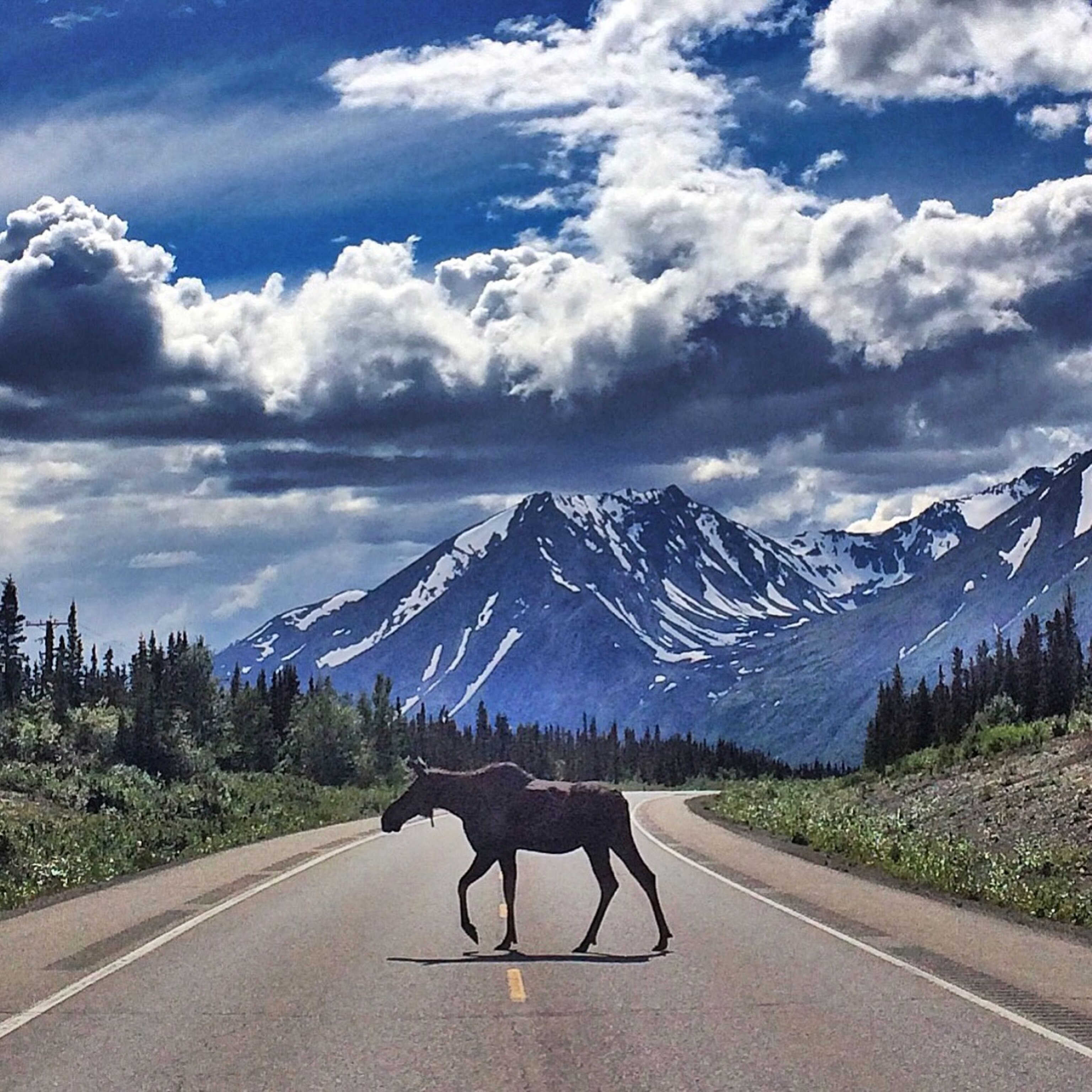 a moose crossing the road in Alaska