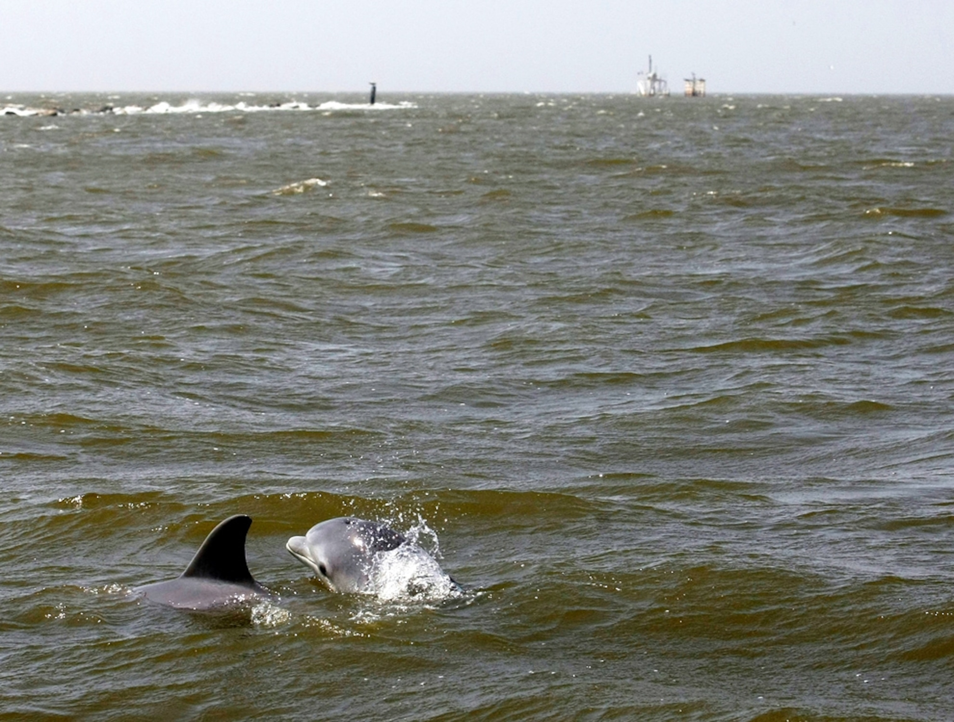 Dolphins—threatened by the 2010 Gulf of Mexico oil spill—surface near the Louisiana coast, with gas wells in the background.