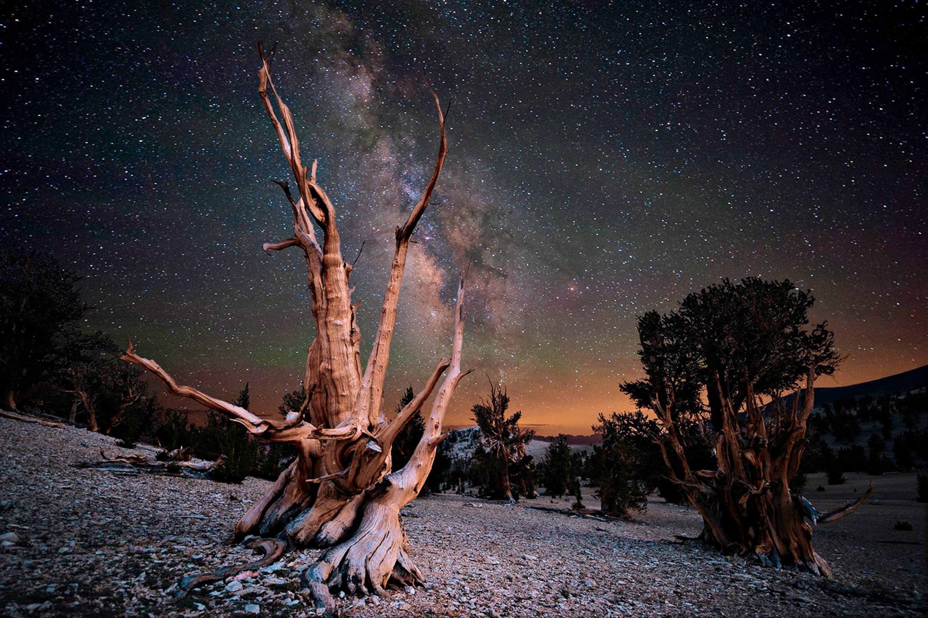 Week in Space 259 - An ancient Bristlecone Pine in front of the Milky Way