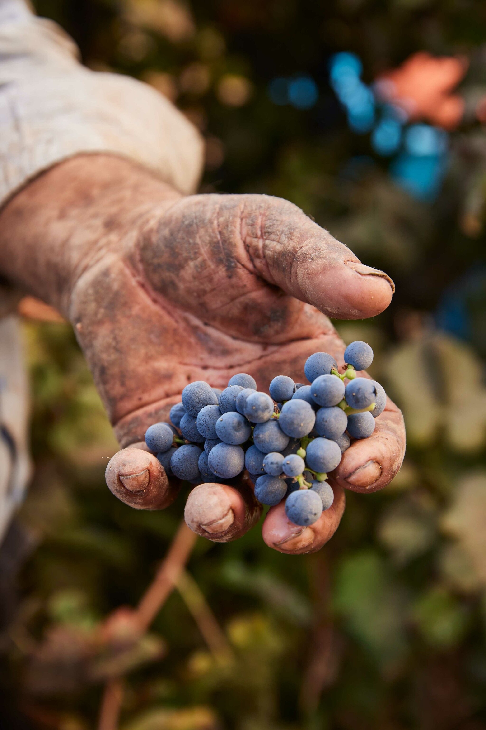 Israel: a culinary journey