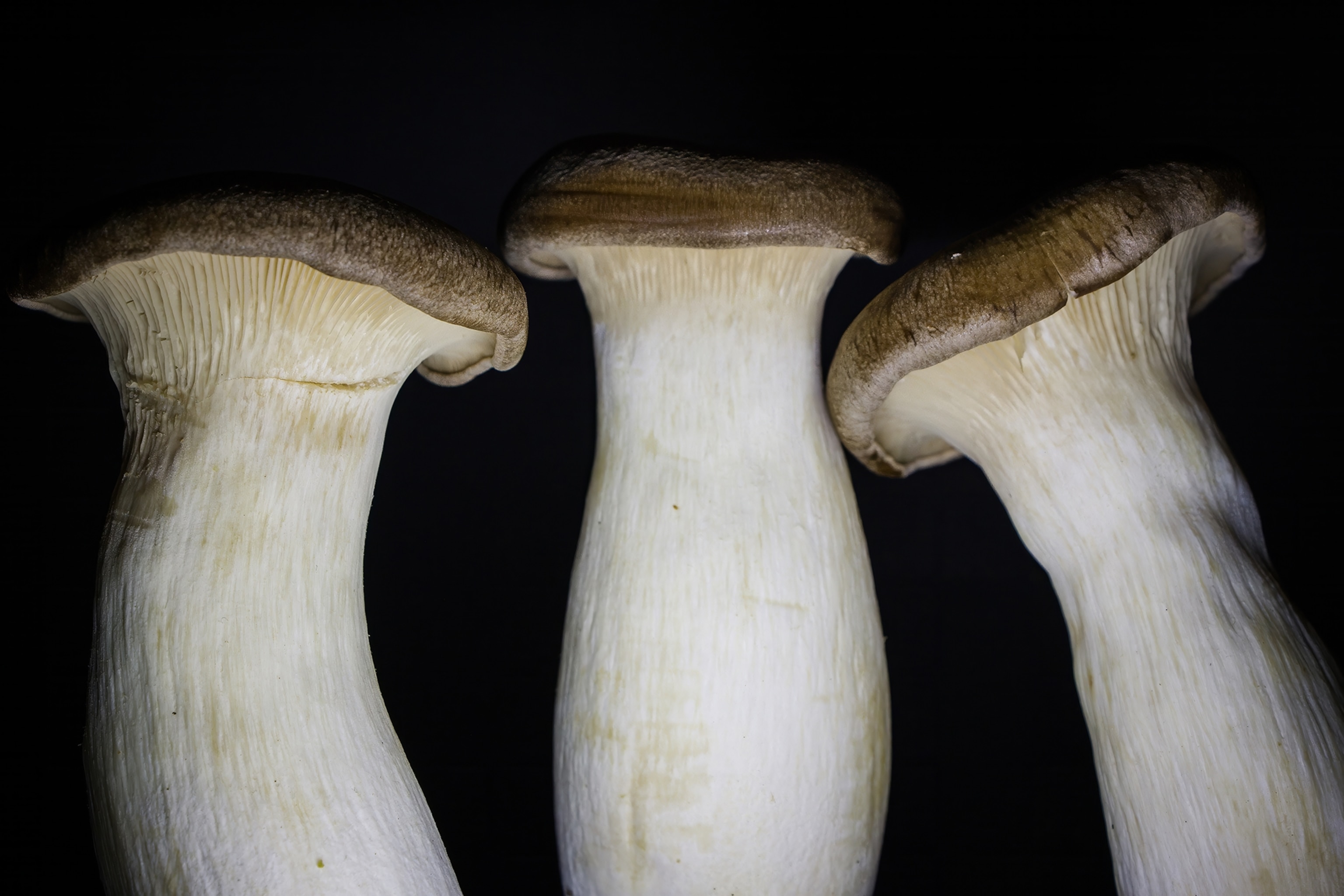 Three mushrooms from a low angle on a dark background