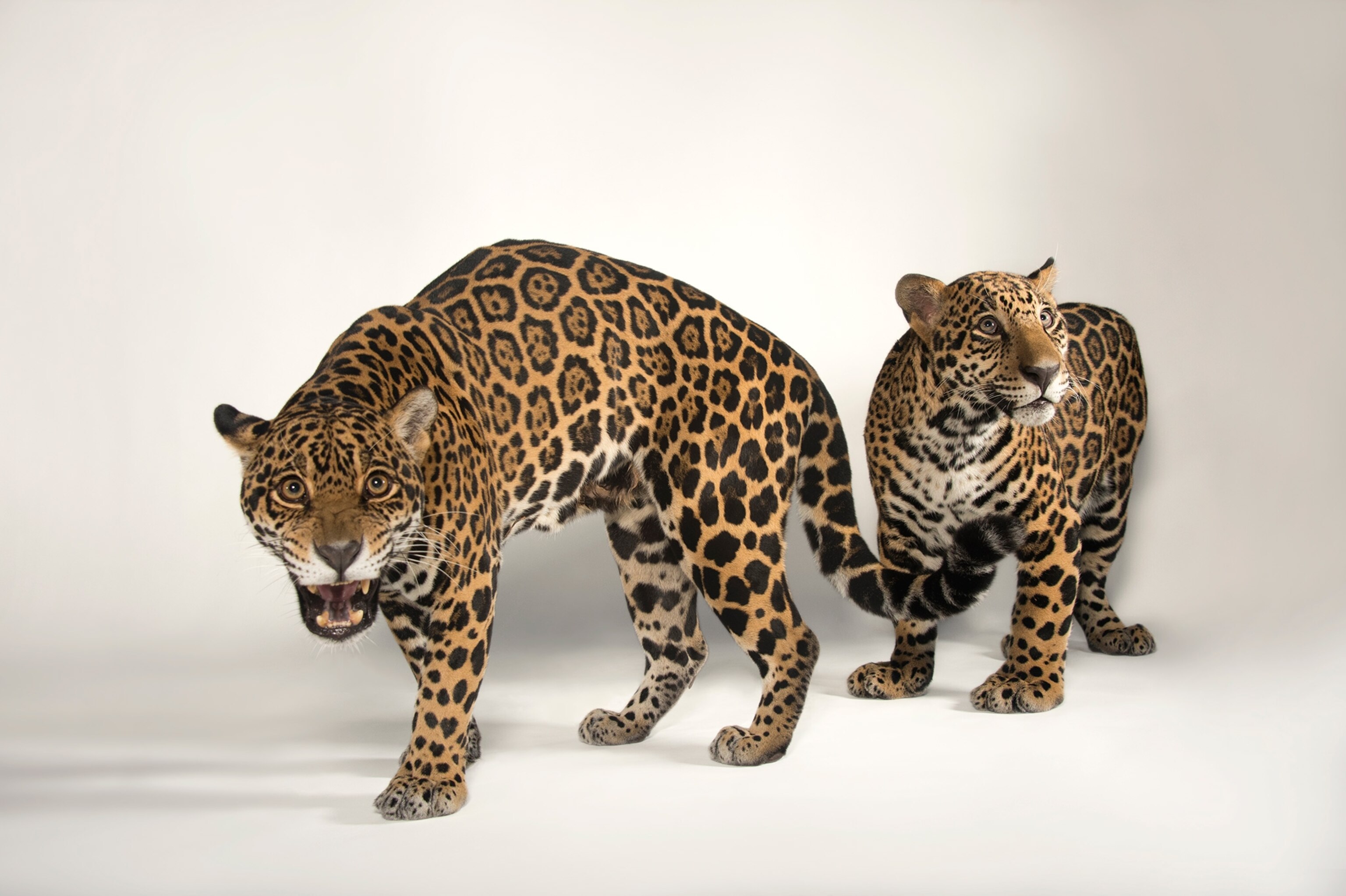 a mother and son jaguar, Panthera onca, at the Brevard Zoo.