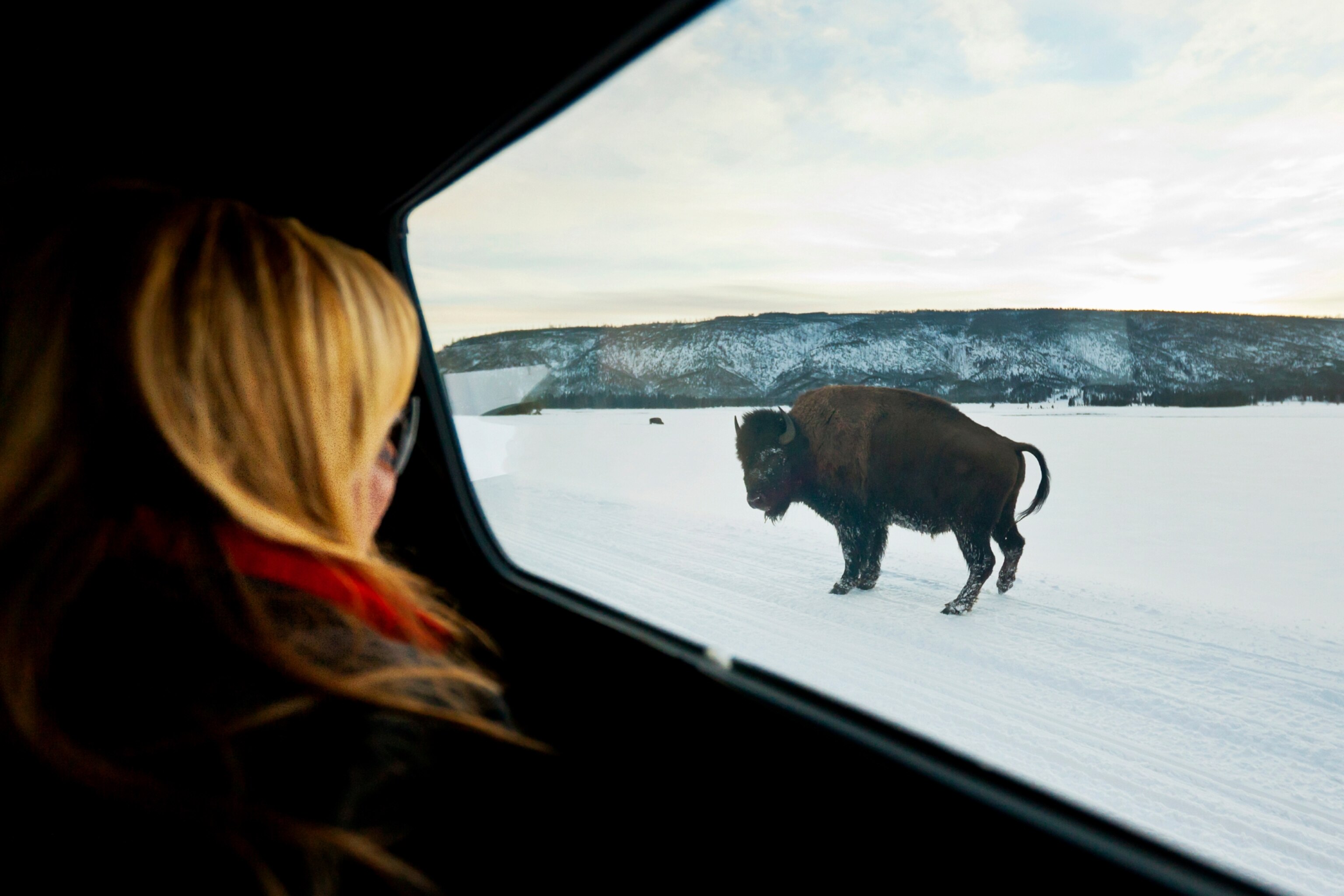 tourist watching bison from car window