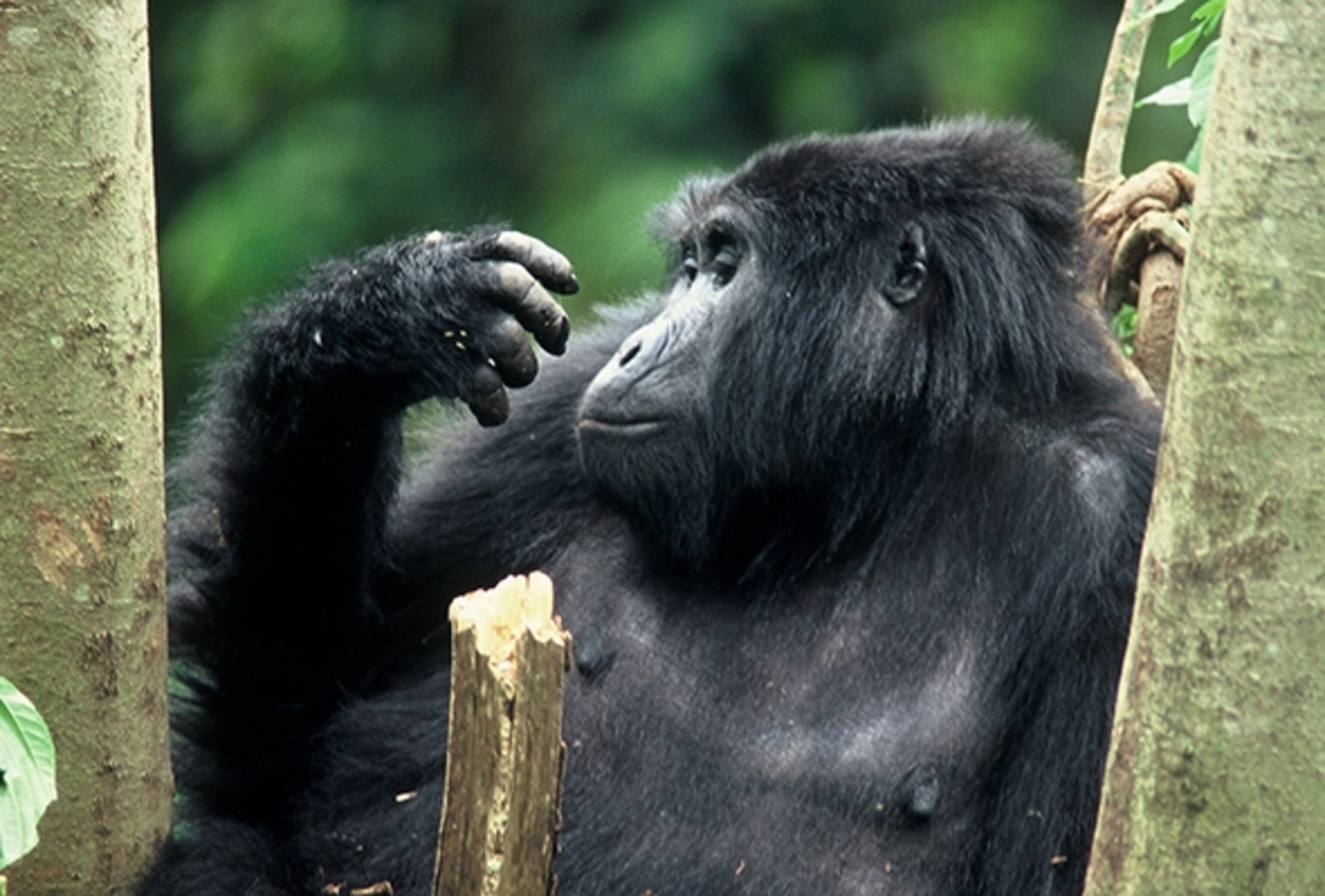Once in danger of extinction due to uncontrolled hunting, war, disease, and habitat destruction, mountain gorilla numbers are now slowly increasing.  (Photograph by David Swanson)
