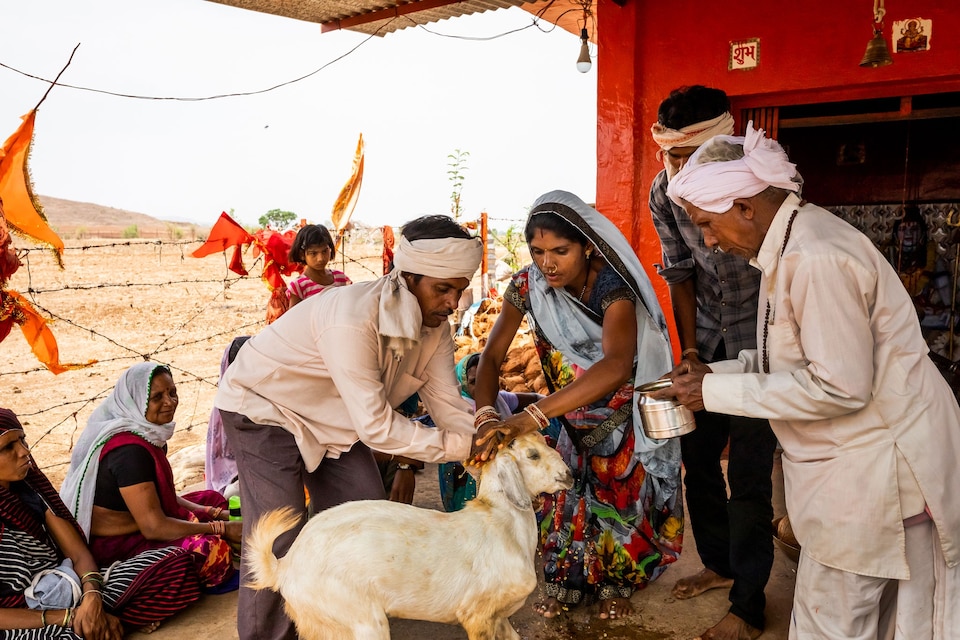 Prayers offered to sacrificial goat in India.