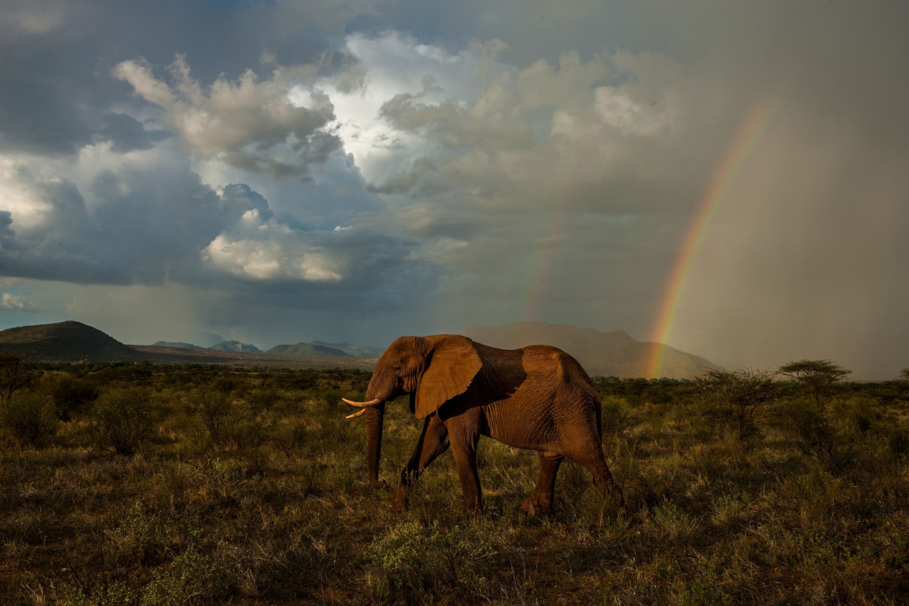 A young male, when he reaches sexual maturity, is no longer welcome among his female relatives. He walks the landscape alone, at least until he can ally himself with other young bulls. Lessons learned in upbringing help to guide him. This 17-year-old, recently parted from the Royals, is adjusting slowly; he still sometimes revisits the family for tusk wrestling with his former playmates and younger siblings.