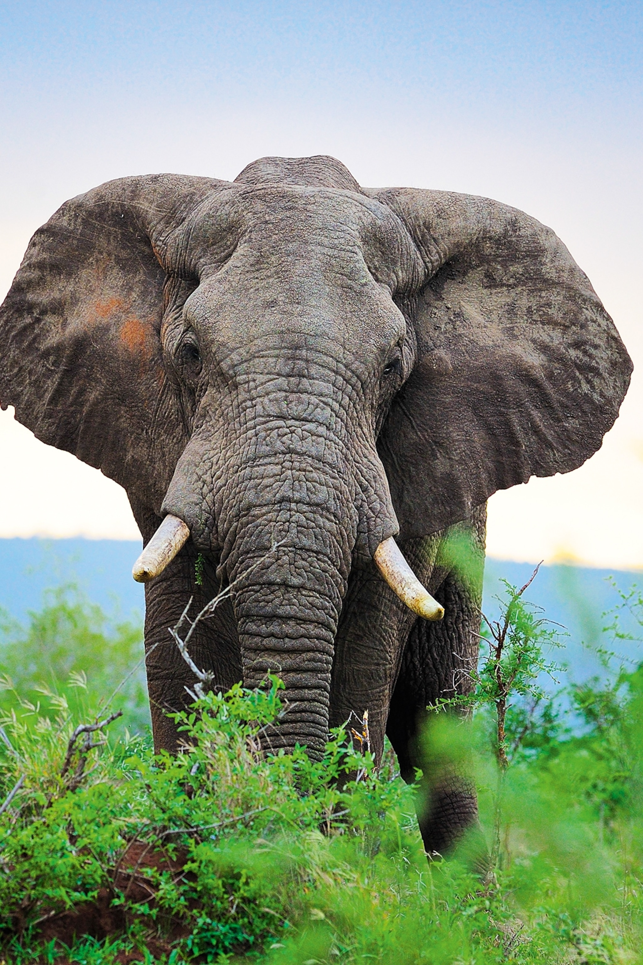 An elephant with tusks shot photographed head on.