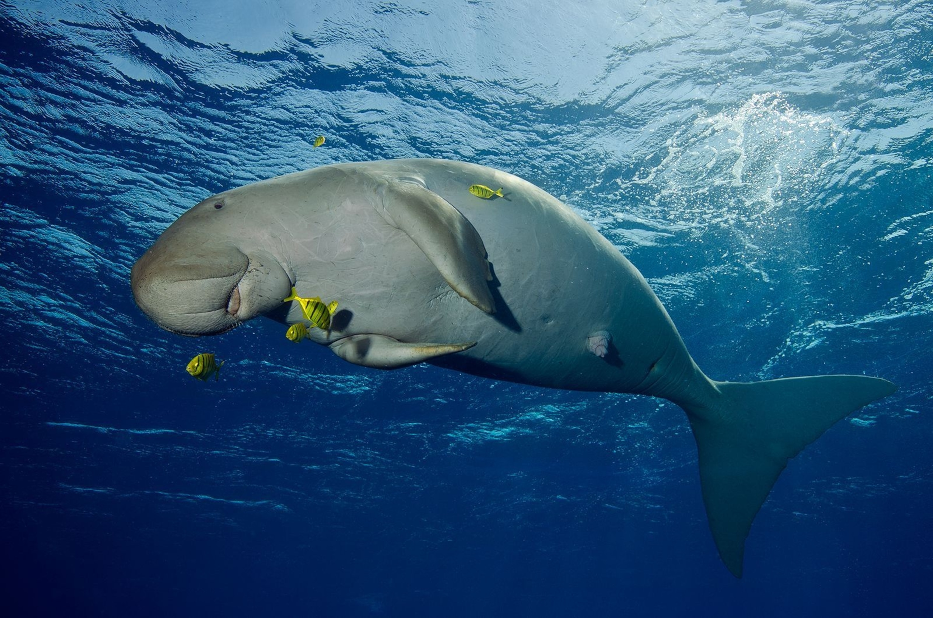 Vulnerable Species, Dugong