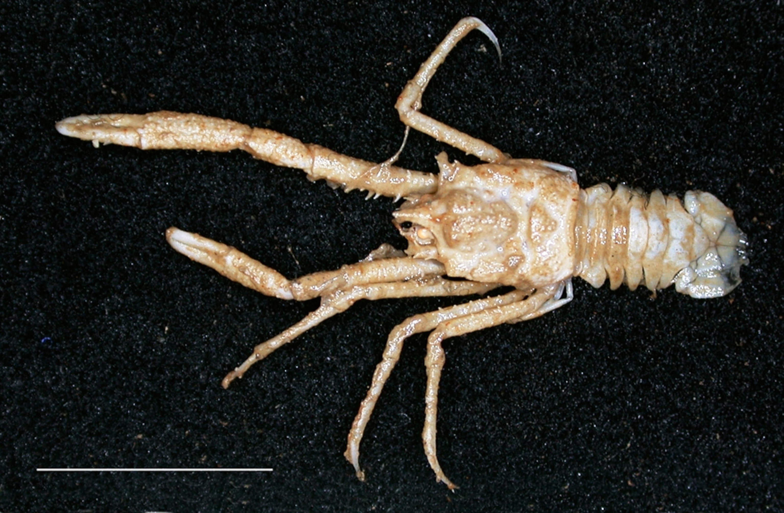 New species of deep-sea lobster picture.