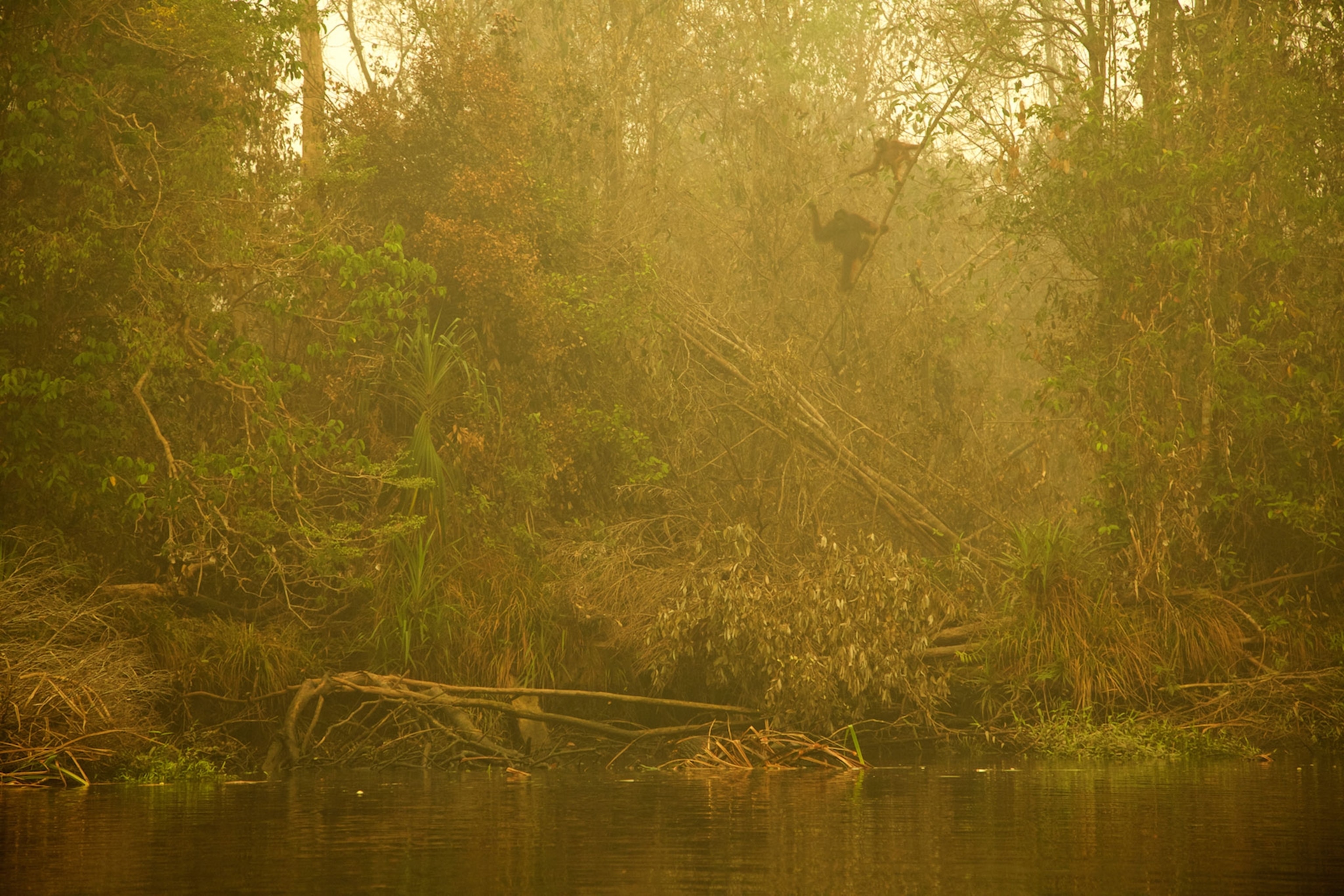orangutans in smoke