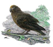 Fossils Of A New Species Of Giant Parrot Found In New Zealand 