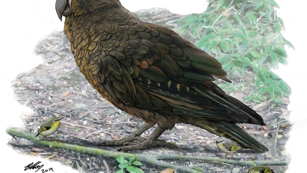 Fossils of a new species of giant parrot found in New Zealand