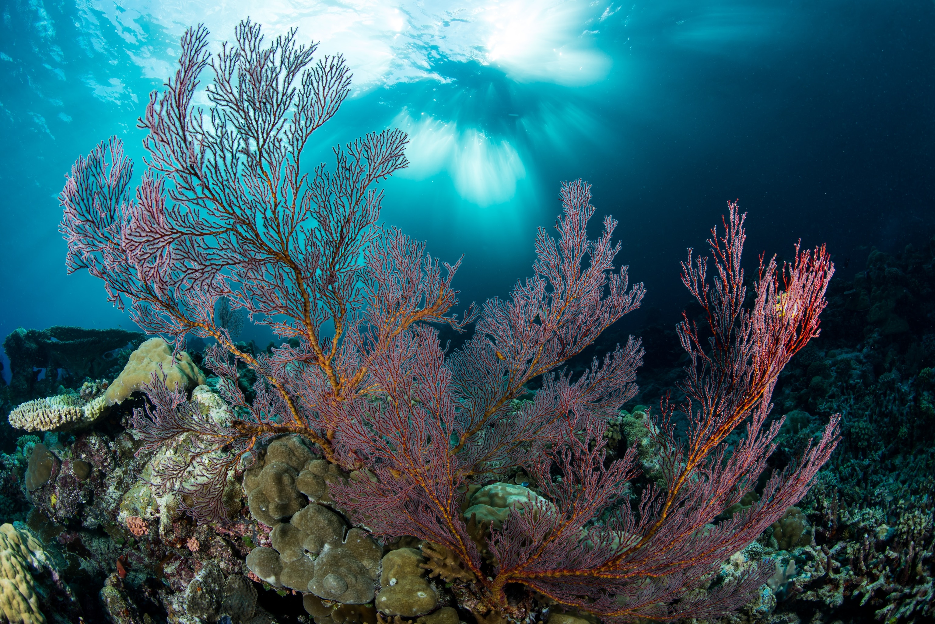In September 2014, the Pristine Seas expedition team traveled to Palau to estimate the diversity and abundance of marine life that would be protected by the offshore sanctuary and to test how well existing inshore protected areas had performed up to that time.