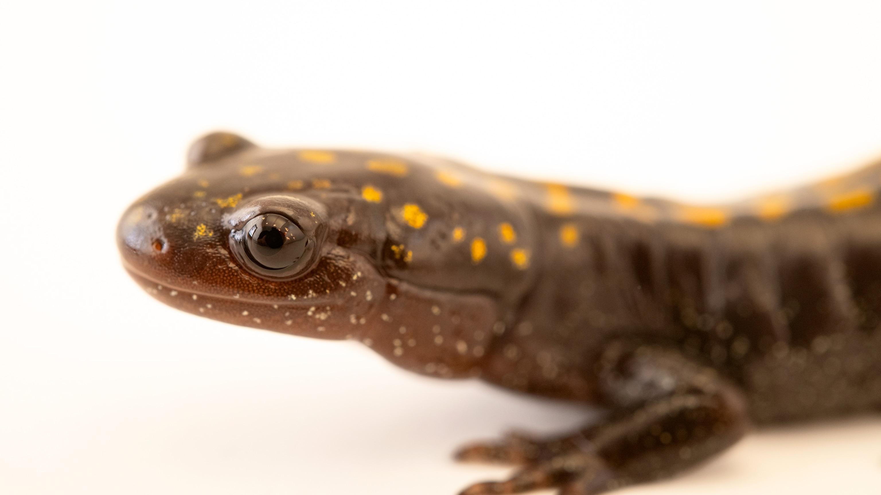 Rare yet resilient salamander marks 16,000th species in Photo Ark project