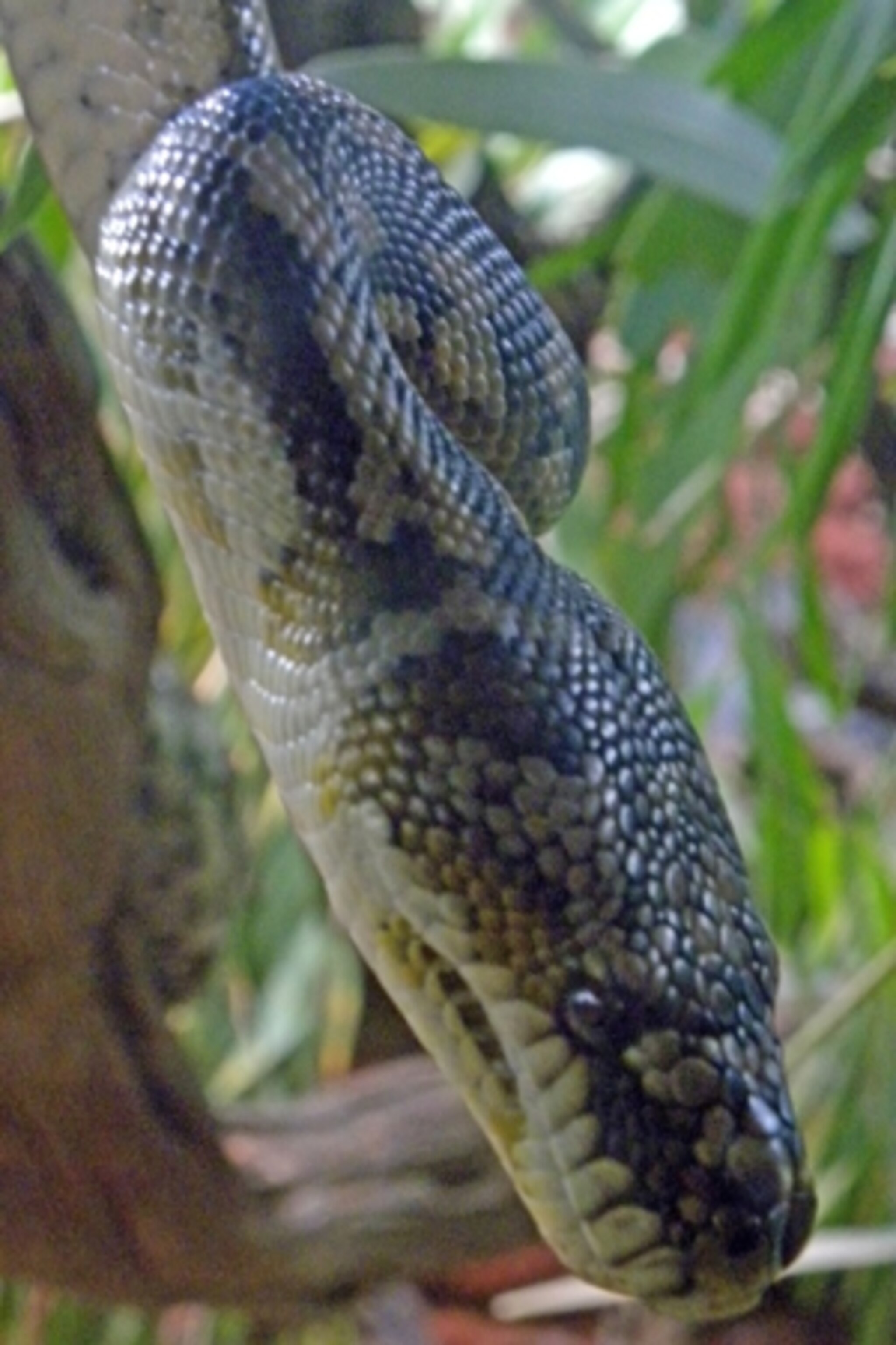 Photo safari – carpet python