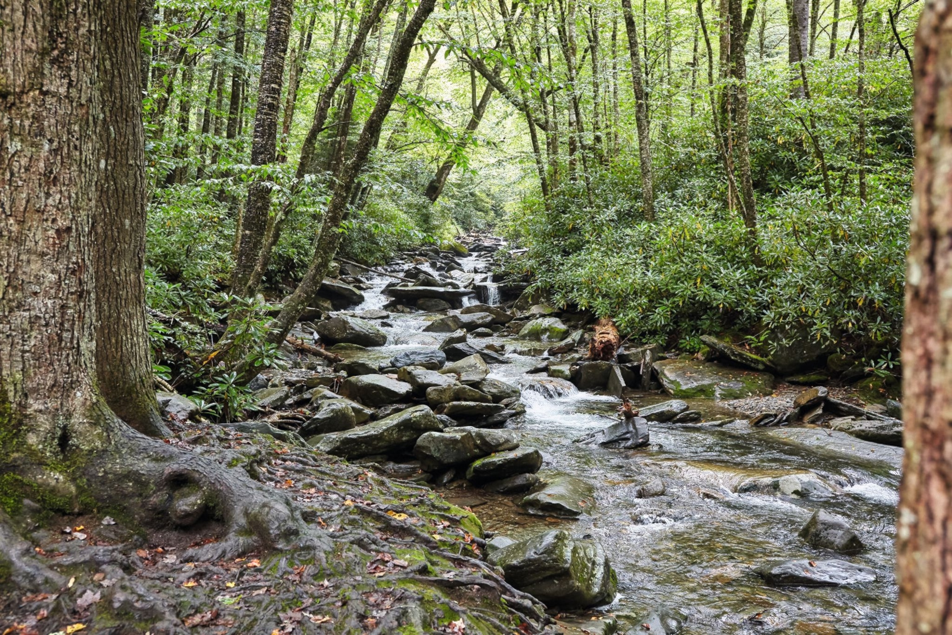 A stream flows through the Alum Cave Trail