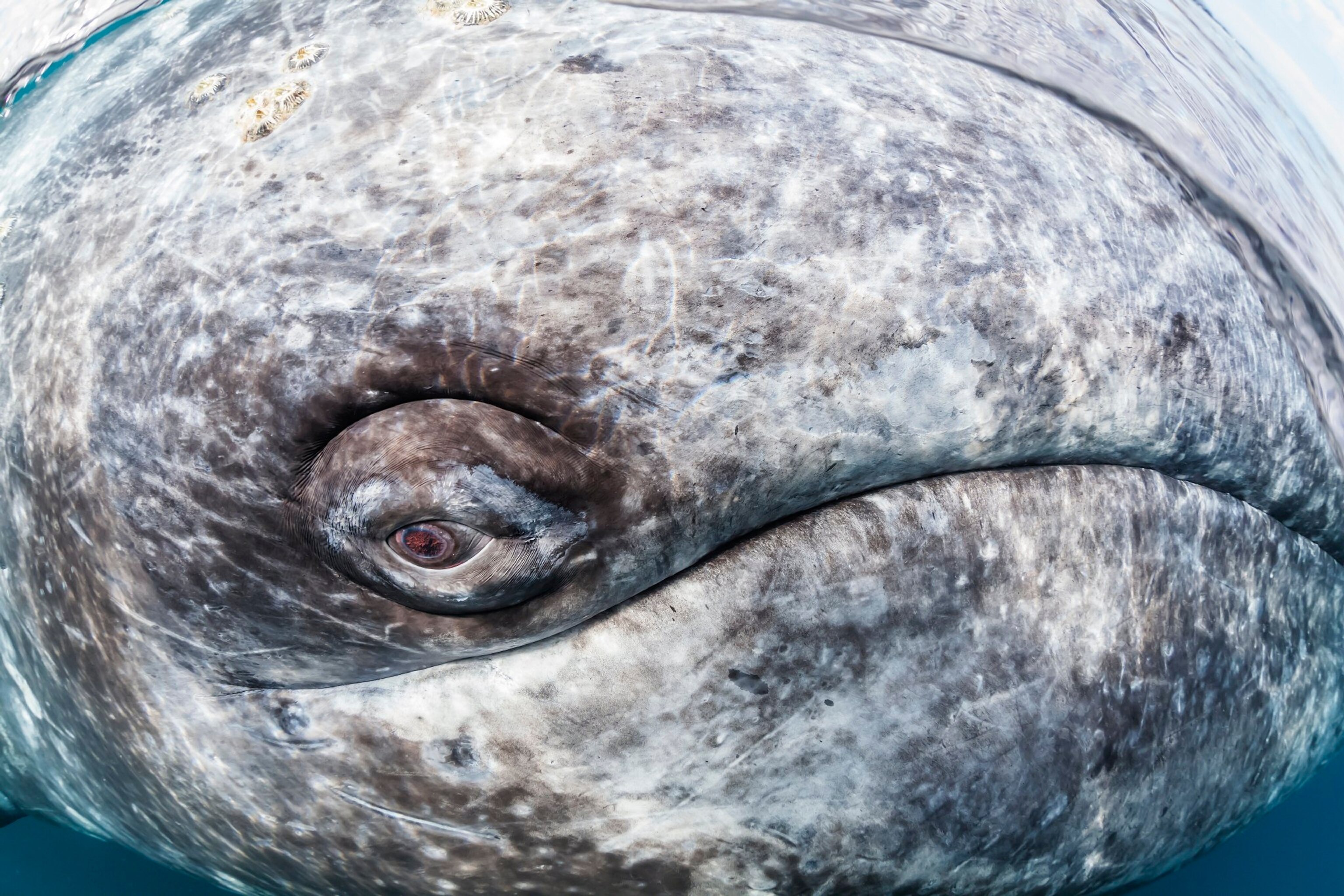 a gray whale