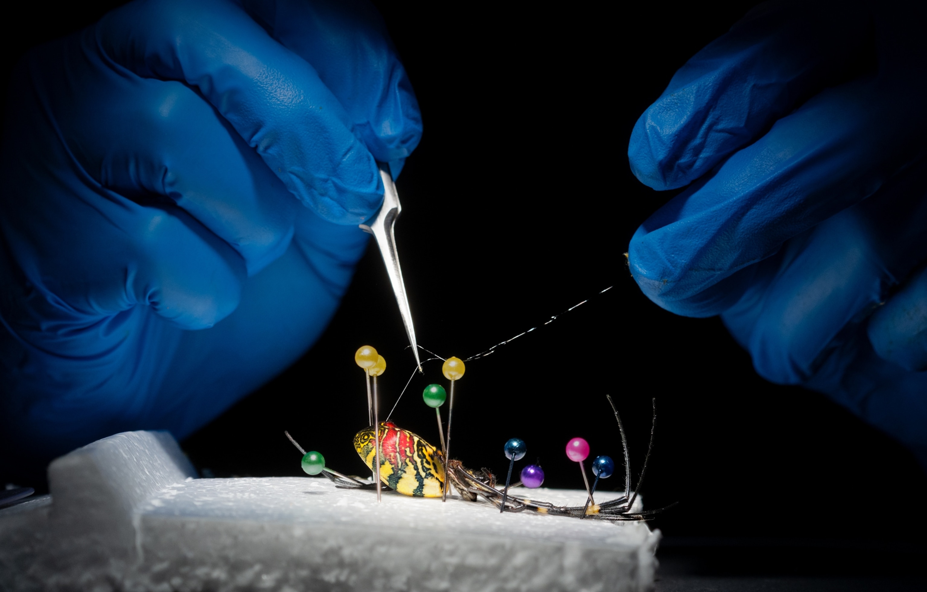 A close-up of two gloved hands extracting silk from a pinned-down black, yellow, and red spider.