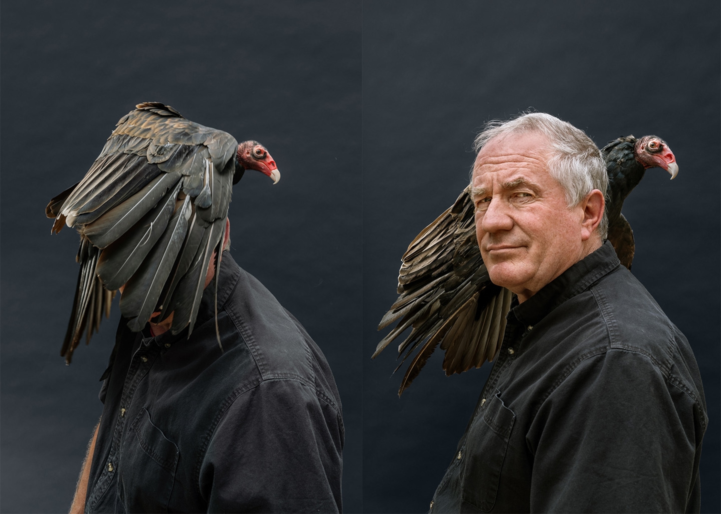 Joel Sartore’s expanding archive relies on a global network of wildlife sanctuaries like Iowa Bird Rehabilitation in Des Moines, where he befriended this turkey vulture, a permanent resident.
