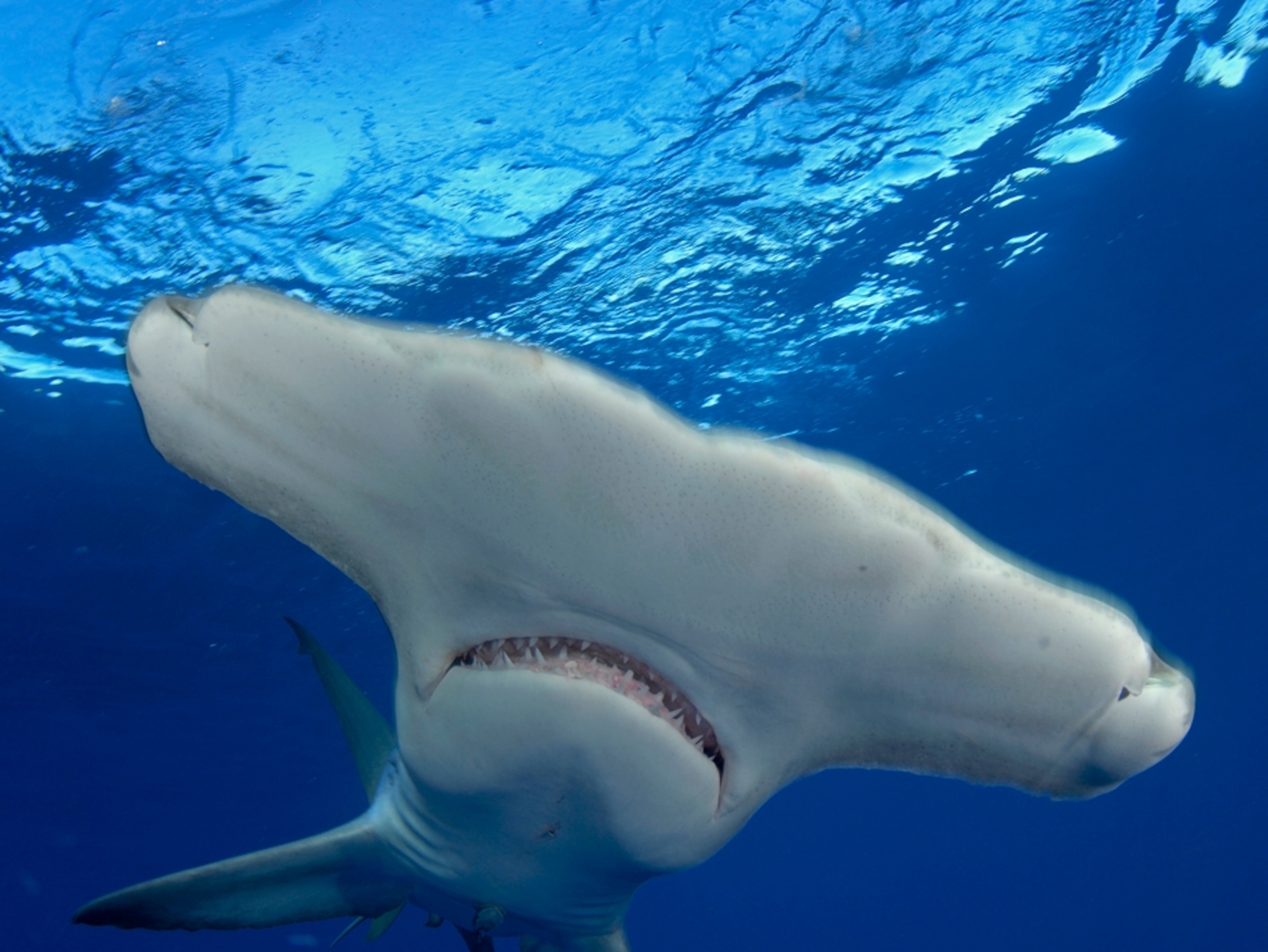Underwater close-up of a great hammerhead shark