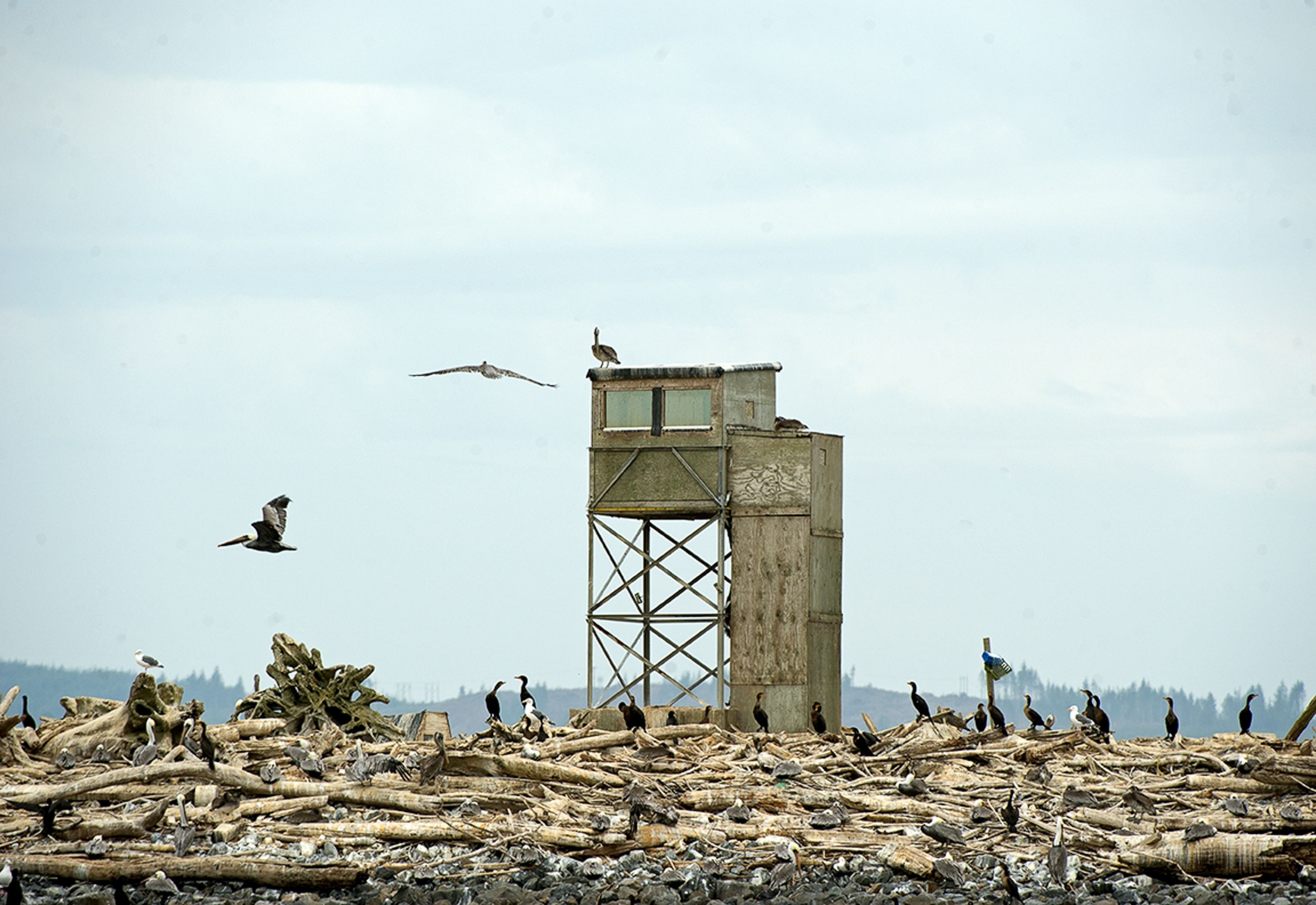 cormorants covering a stretch of the East Sand Island.
