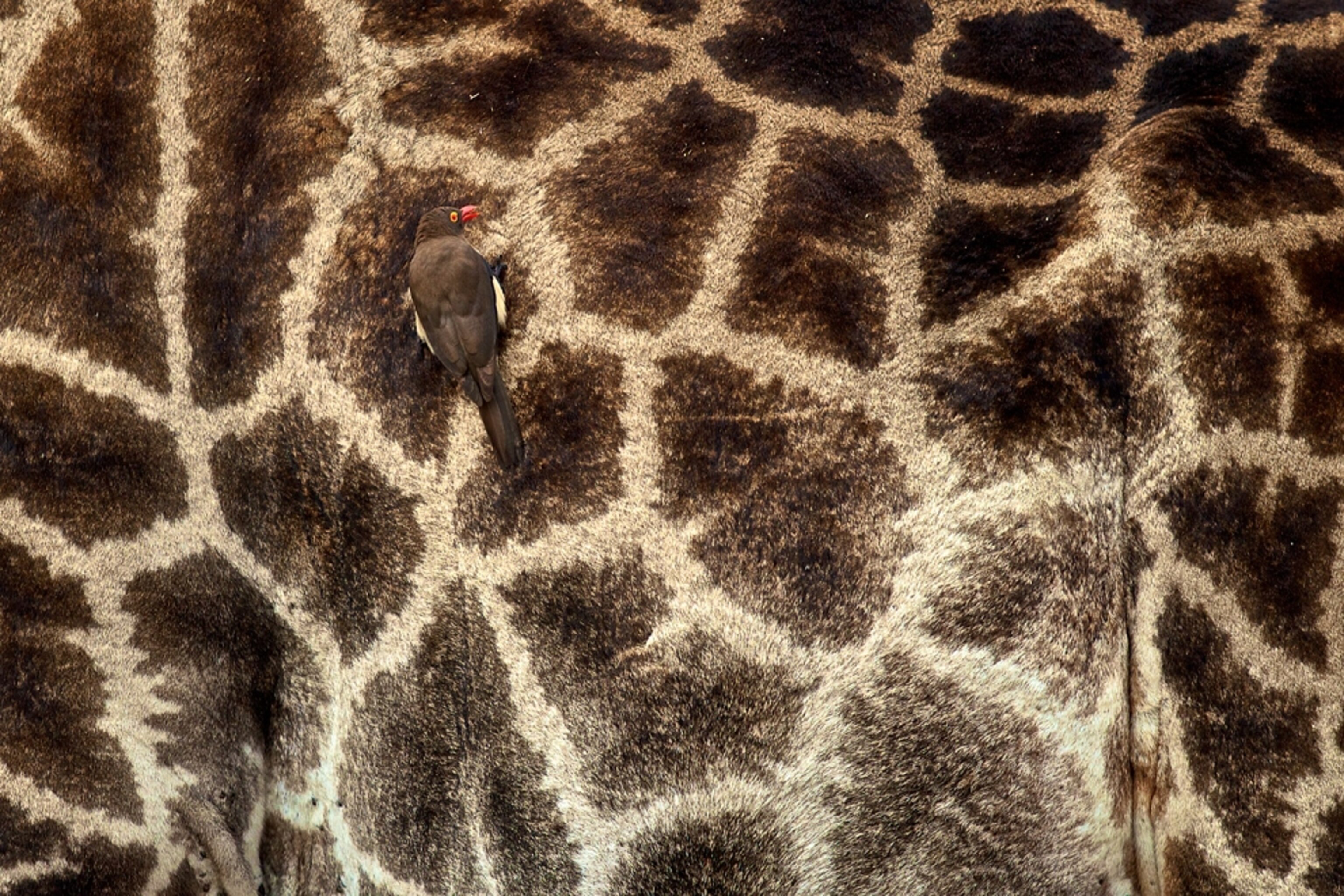 Giraffe picture: close-up of an oxpecker on a giraffe -- for best pictures of September photo gallery