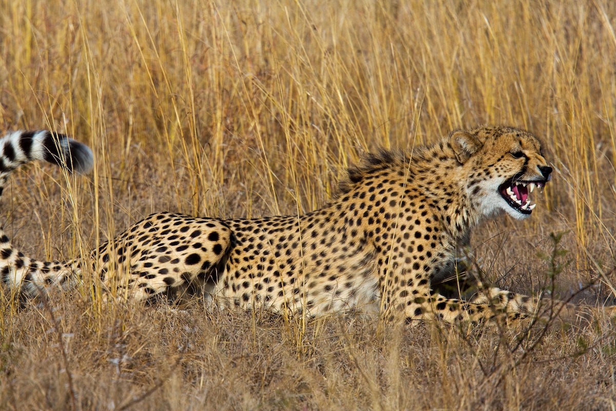Exotic Pet Ban May Mean Fewer Cheetahs Posing With Fancy Cars