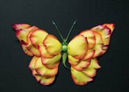 Insect Drawings Famous Artists Insect Drawings Famous Artists