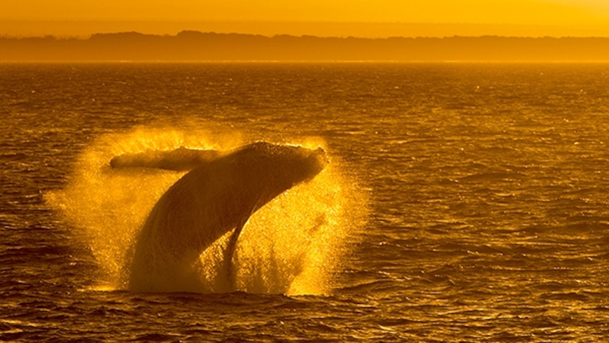 Whale and Dolphin Viewings -- National Geographic