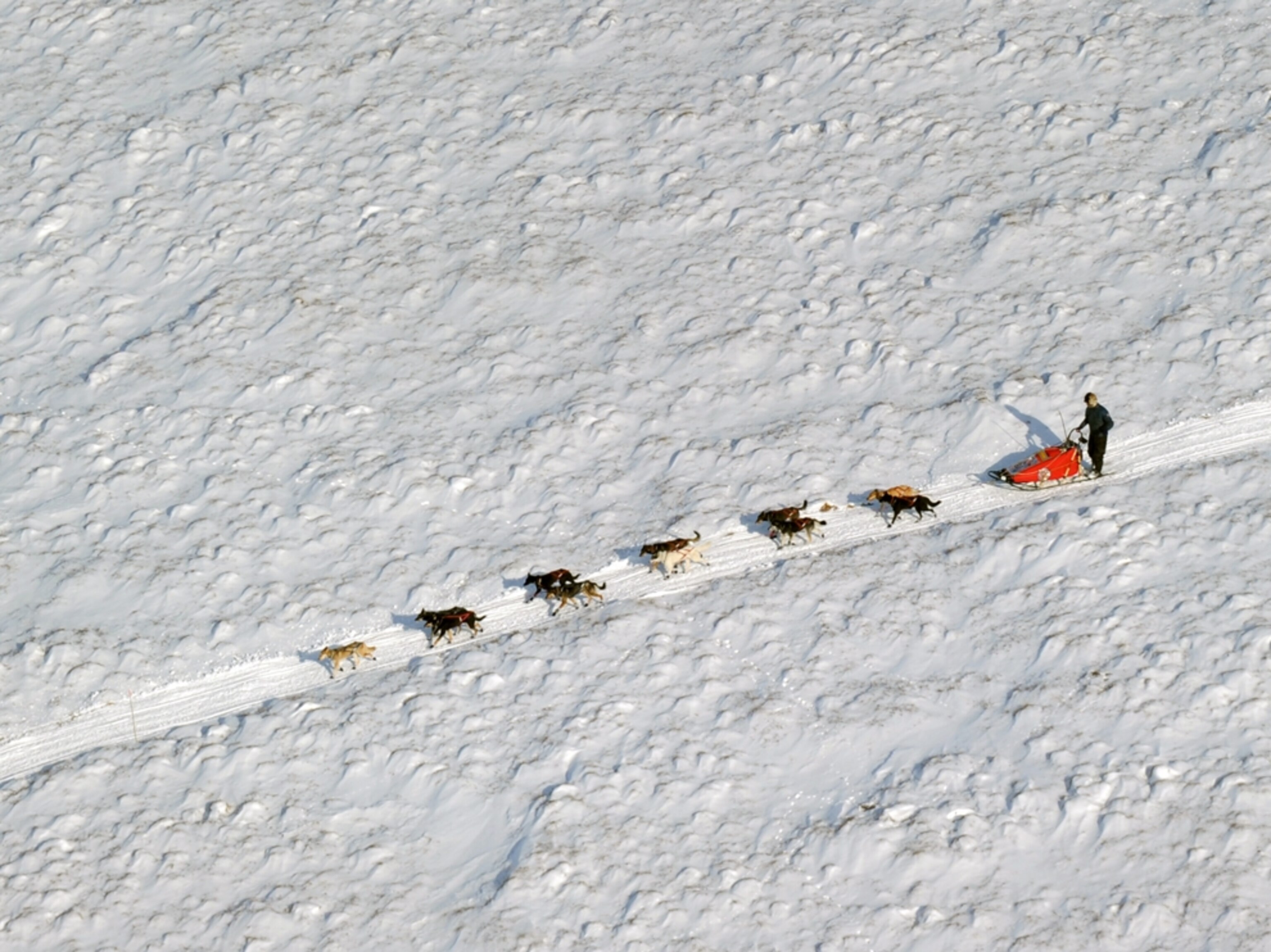 Lance Mackey Iditarod Sled Dog Race
