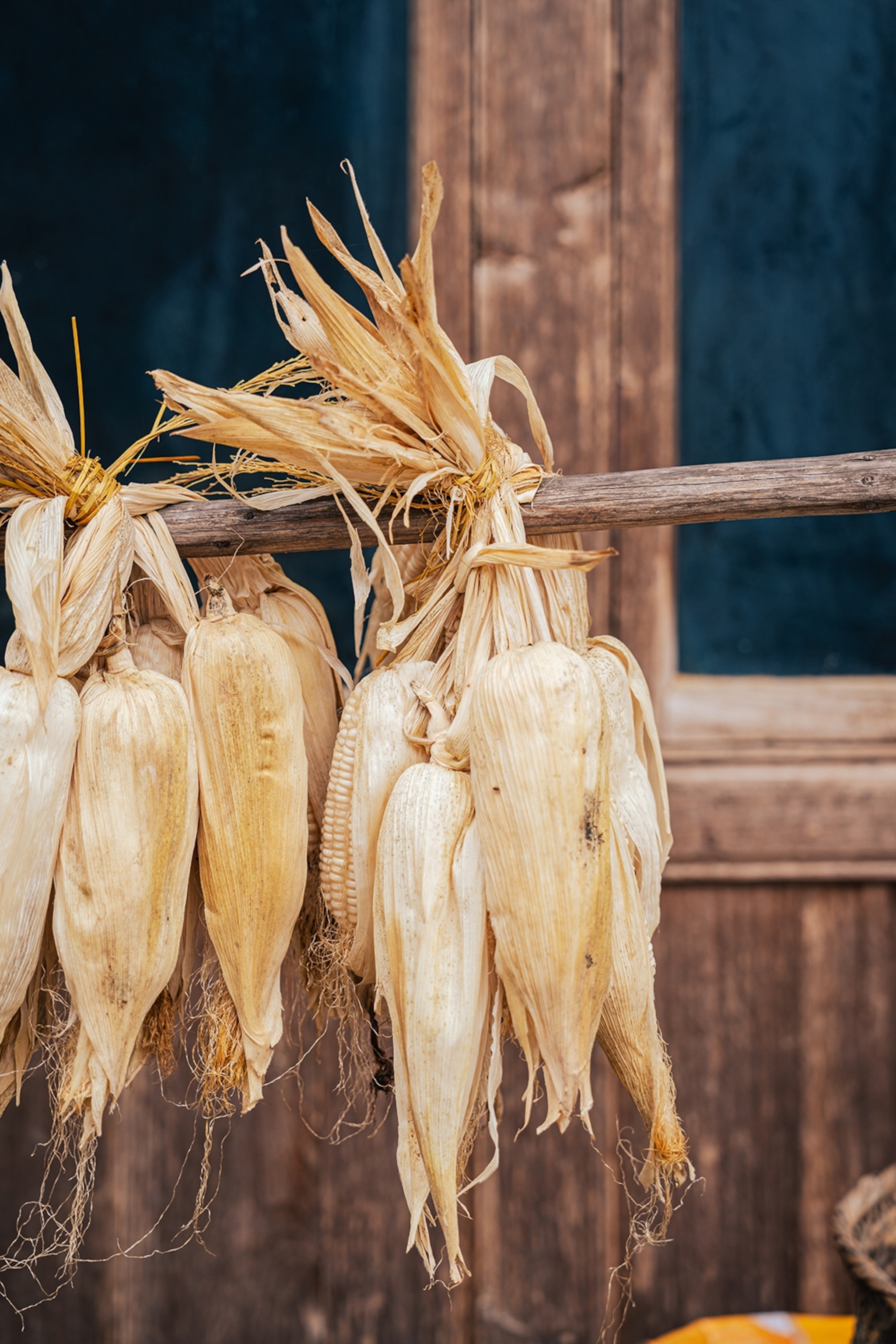 A close-up of drying corn still in its husks, strapped to a simple wooden stick.