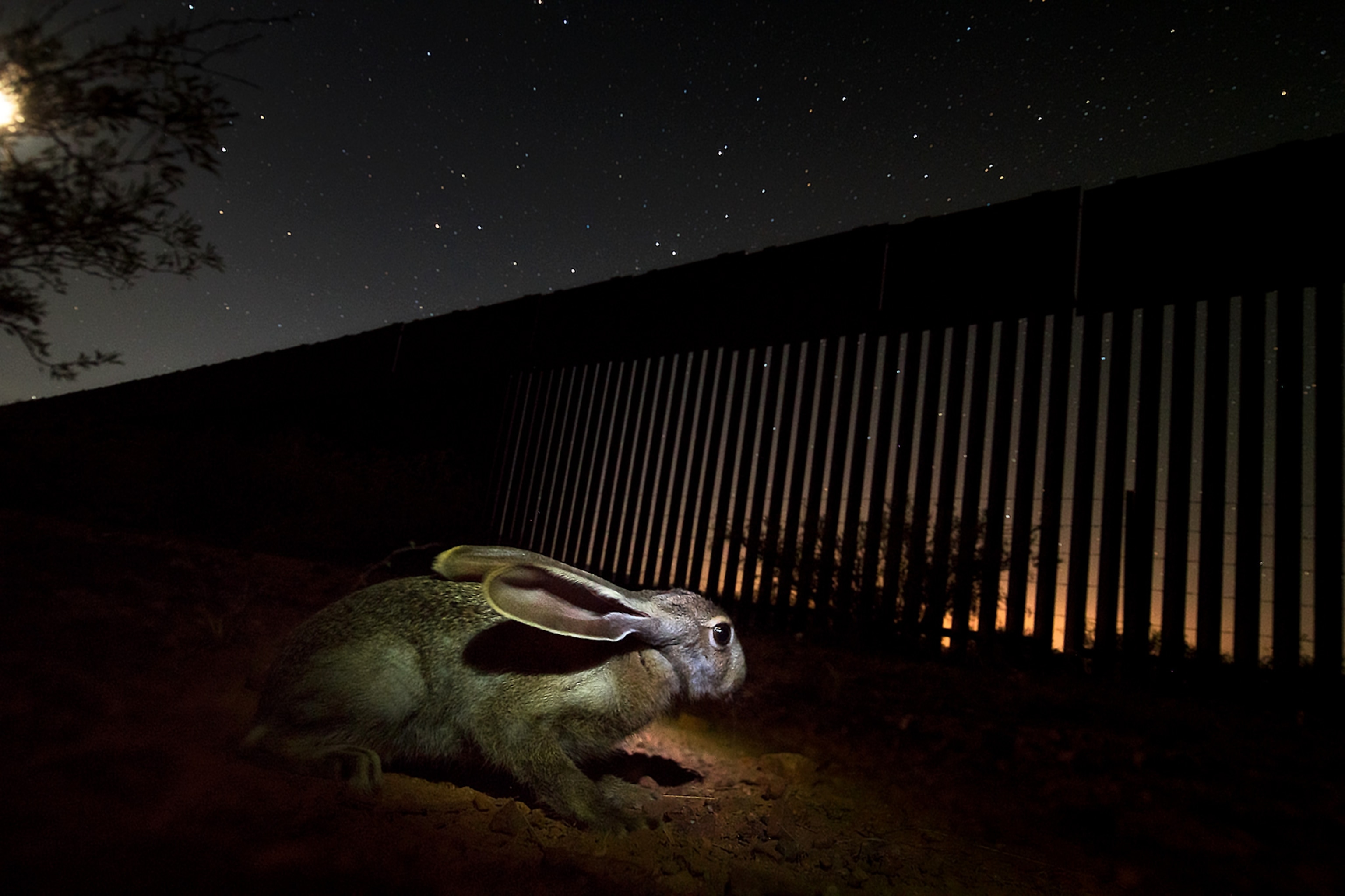 a hare looking at a fence at night