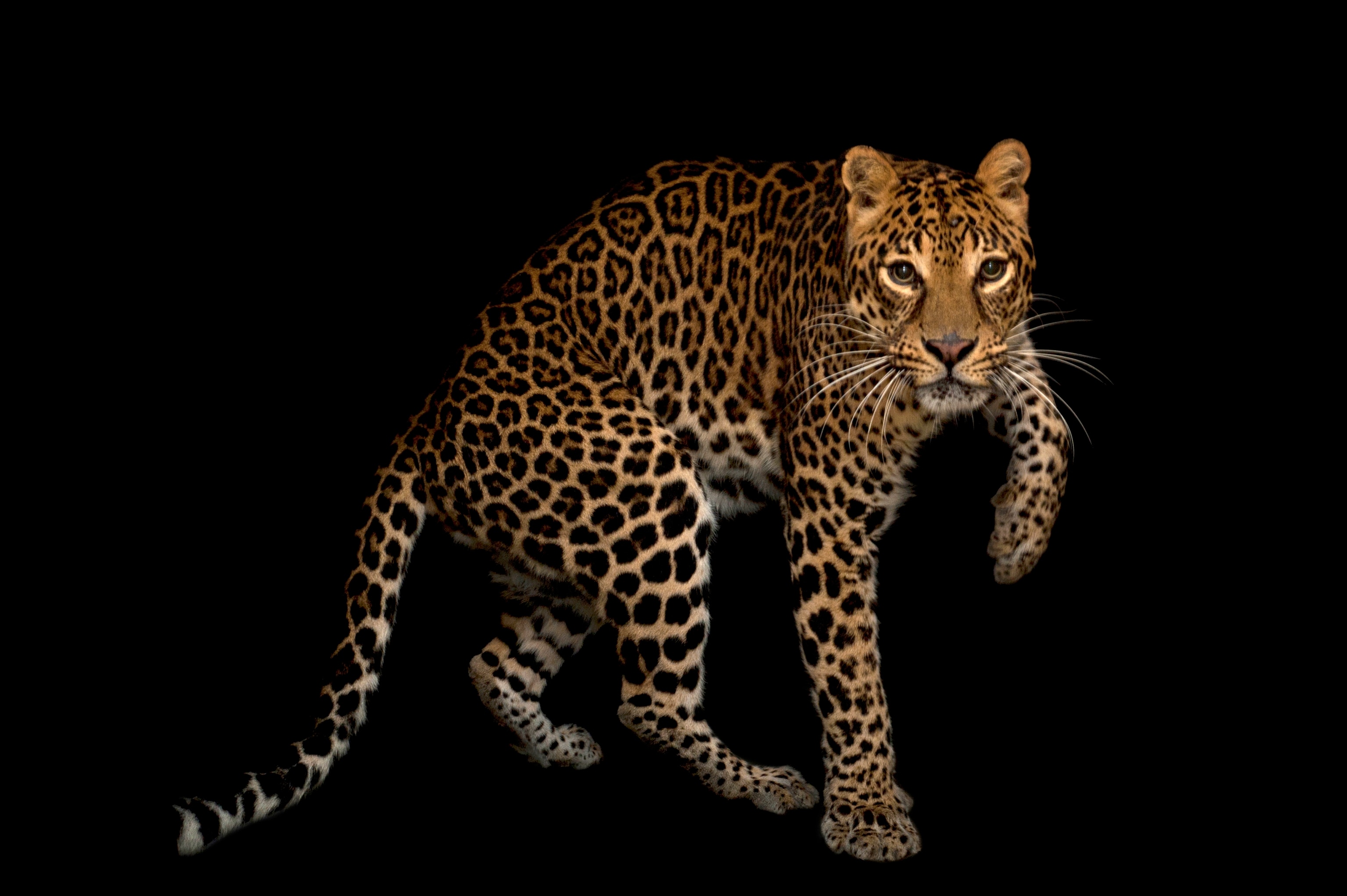 an African leopard at Houston Zoo, Texas