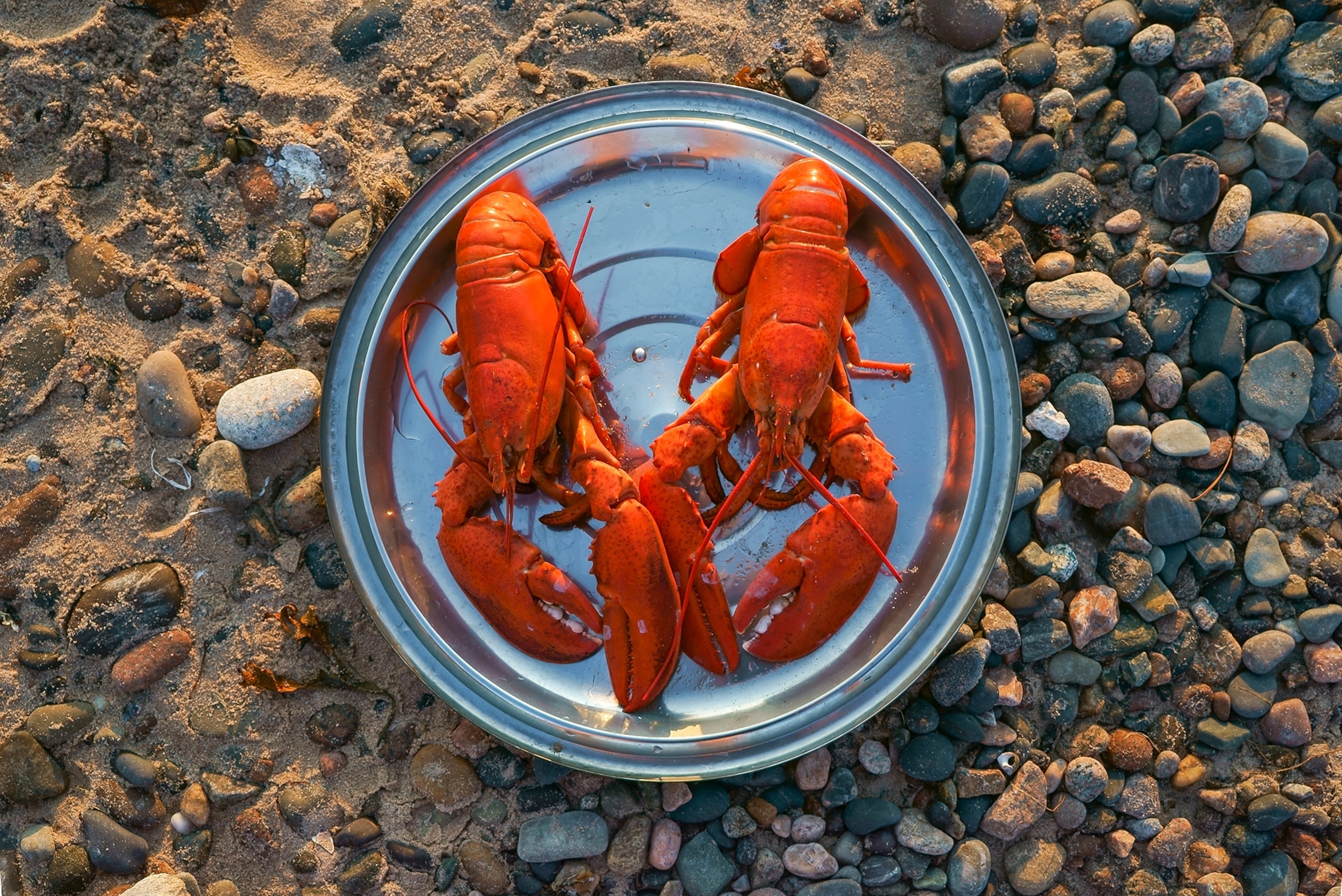 a boiled lobster in Cape Breton Island