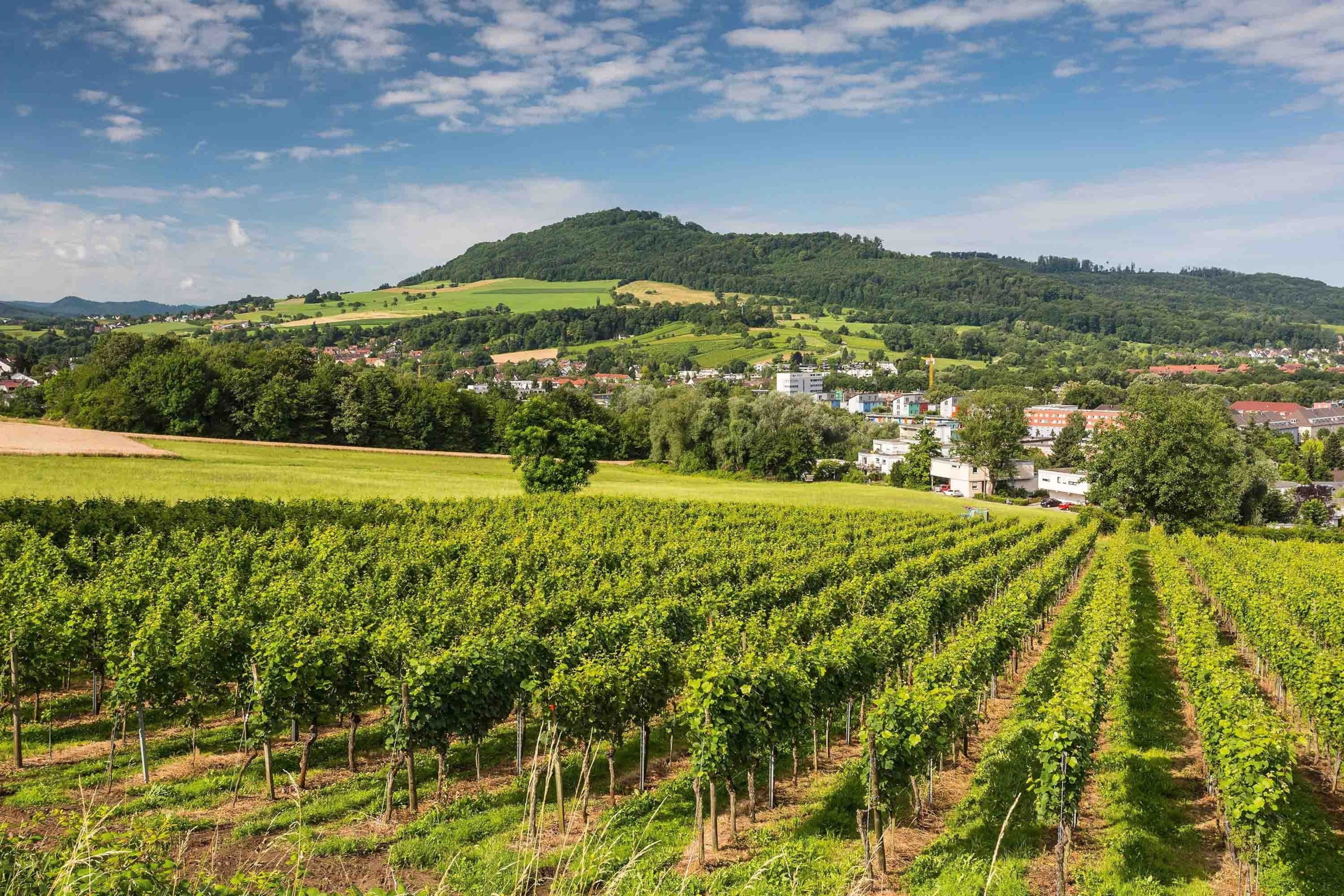 Thanks to its rich wine-growing tradition, mild climate and the influence of Alsatian cuisine, Baden is considered by many Germans to have some of the best regional fare in the country.