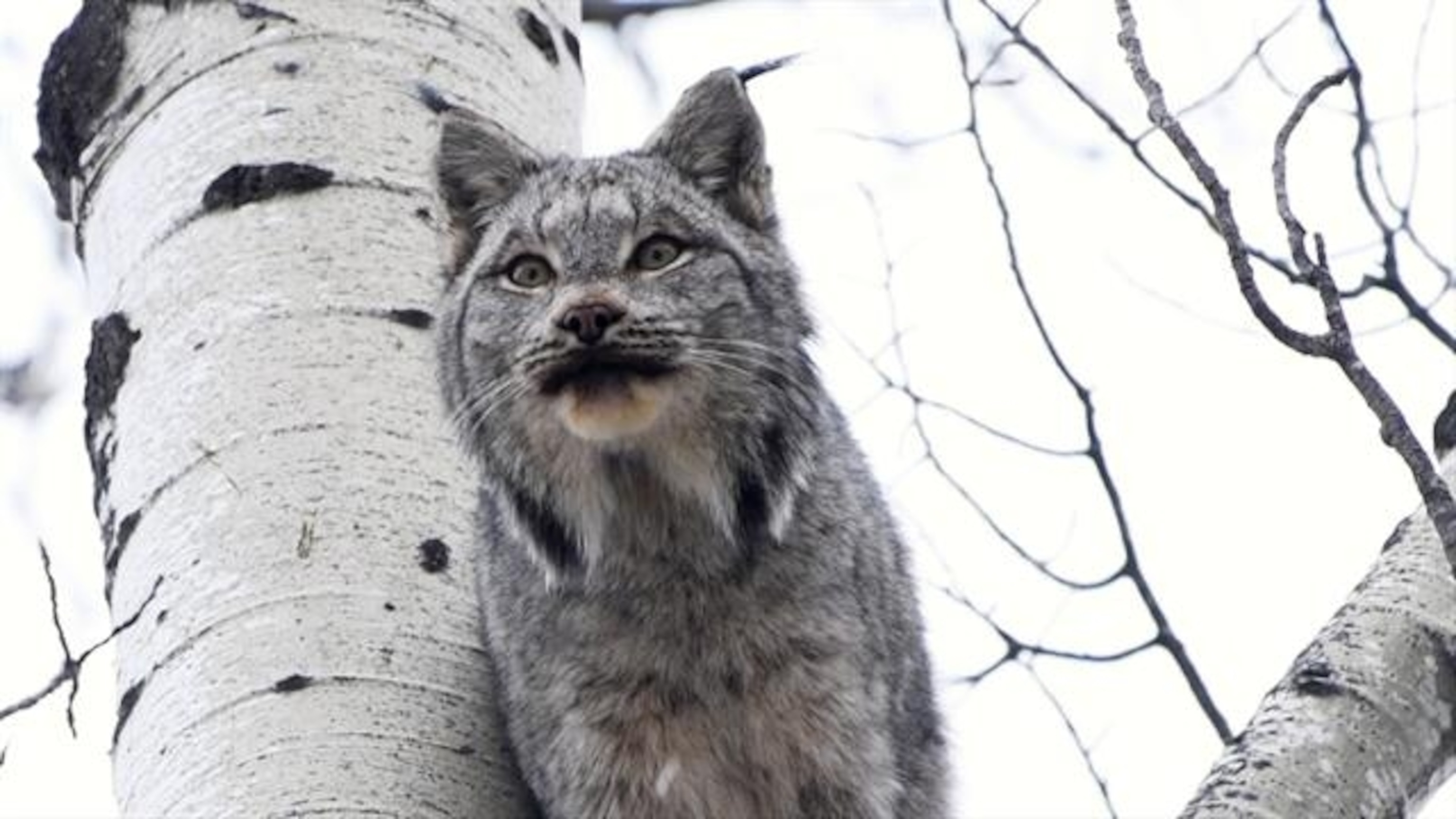 Hear the Otherworldly Screams of Canada Lynx in Battle | National