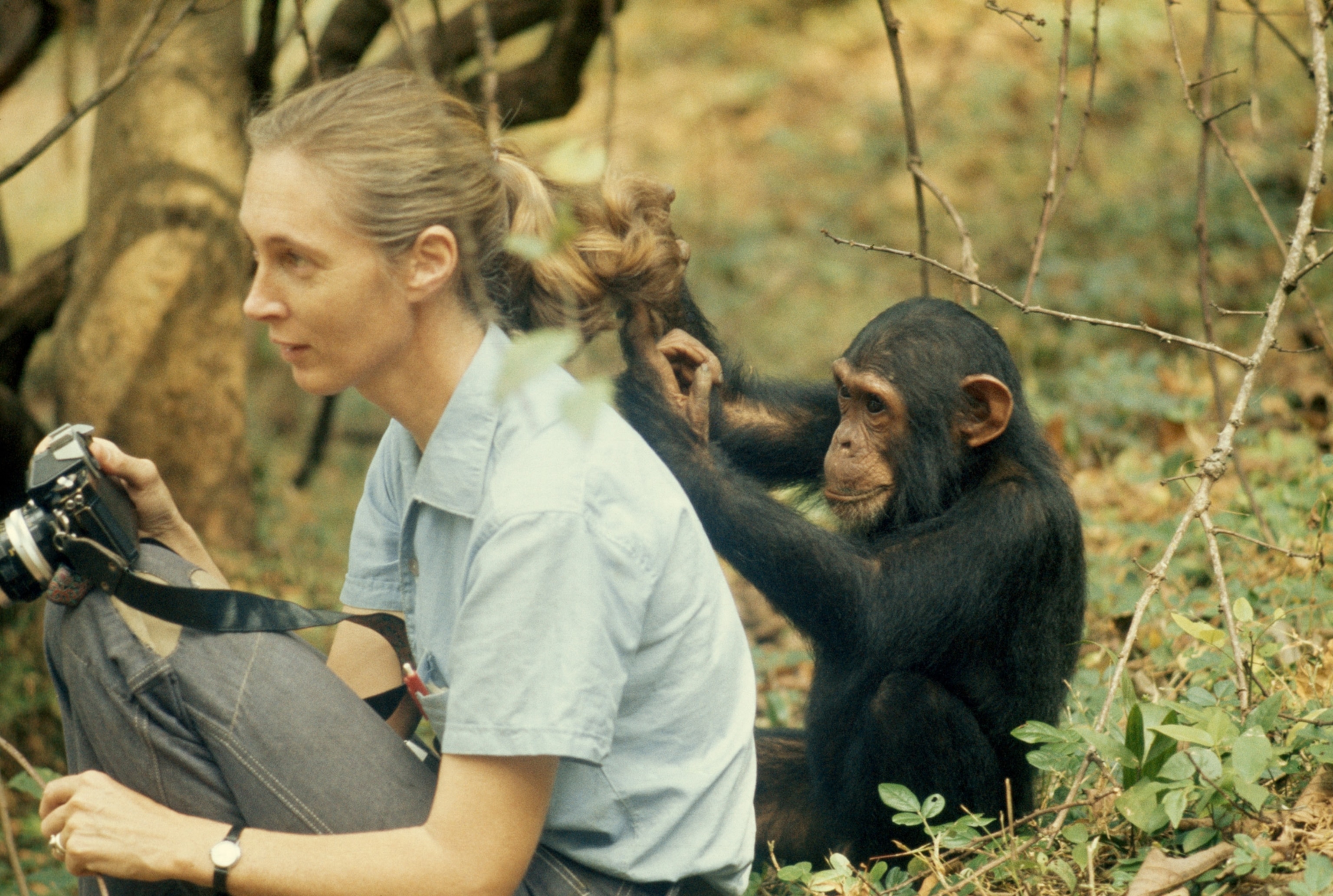 woman holding camera with chimp toucher the back of her hair