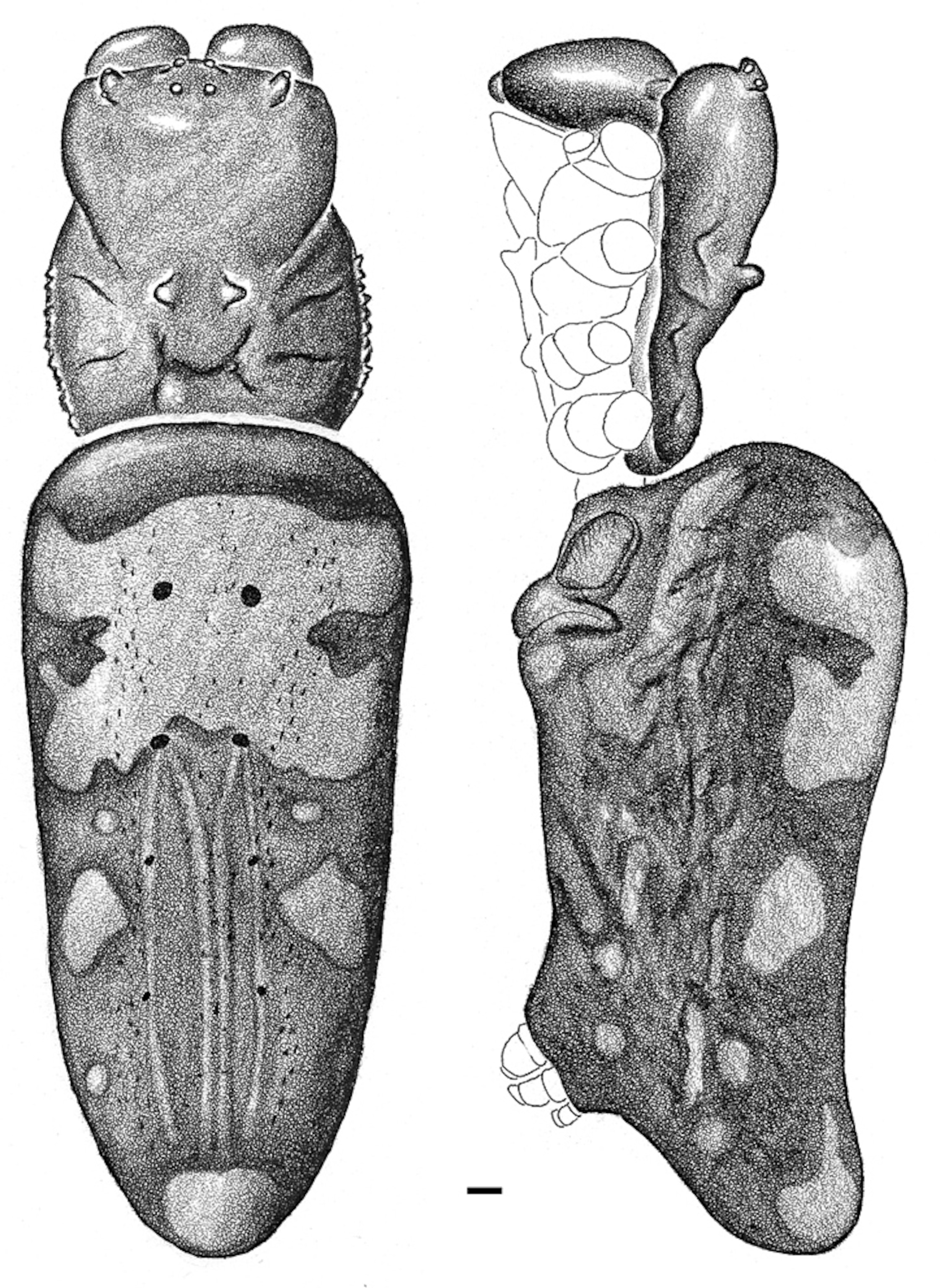 Black-and-white sketches, top and side view, of a female Komac's golden orb spider, one of the top ten new species described in 2009.