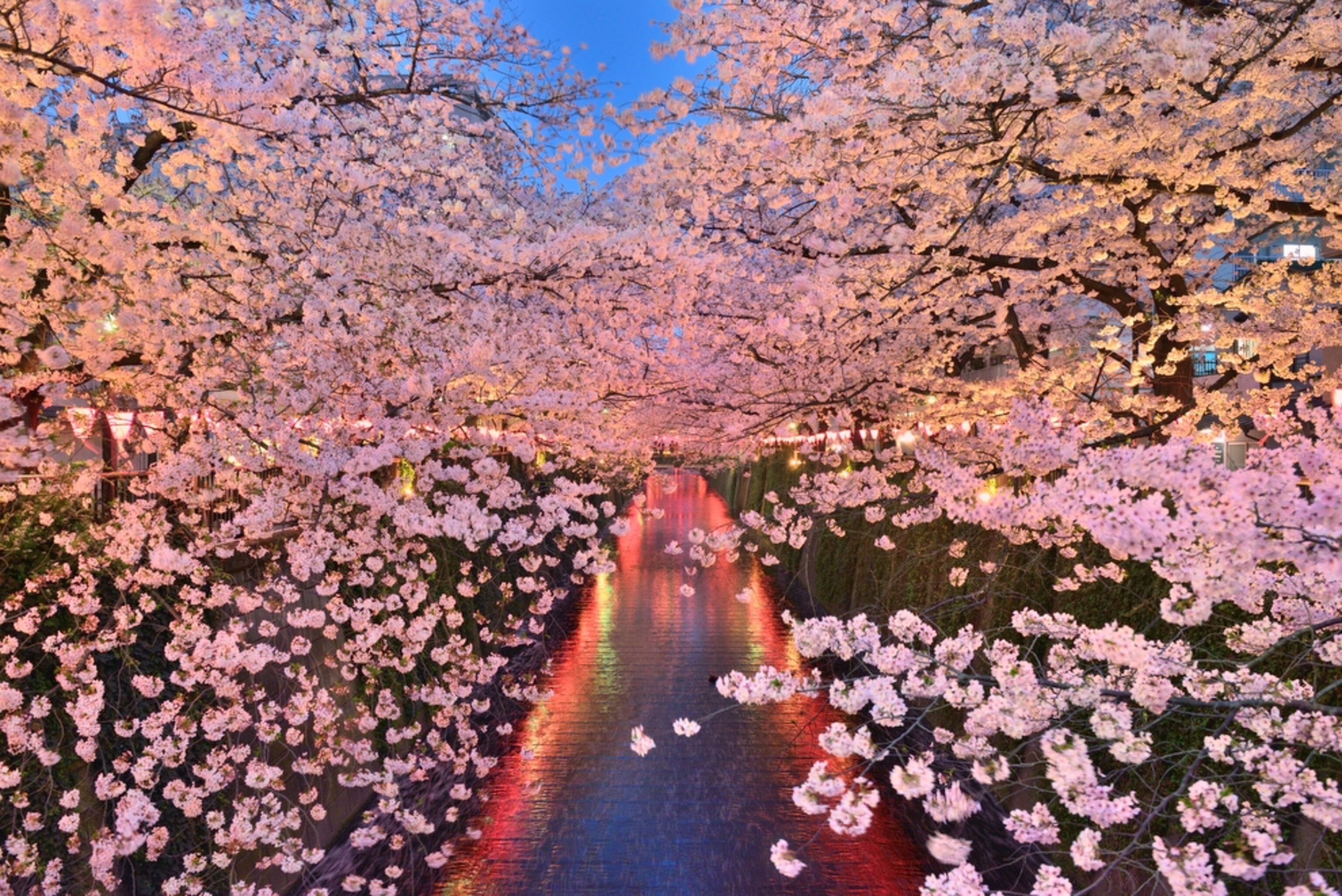 cherry blossoms in Tokyo, Japan