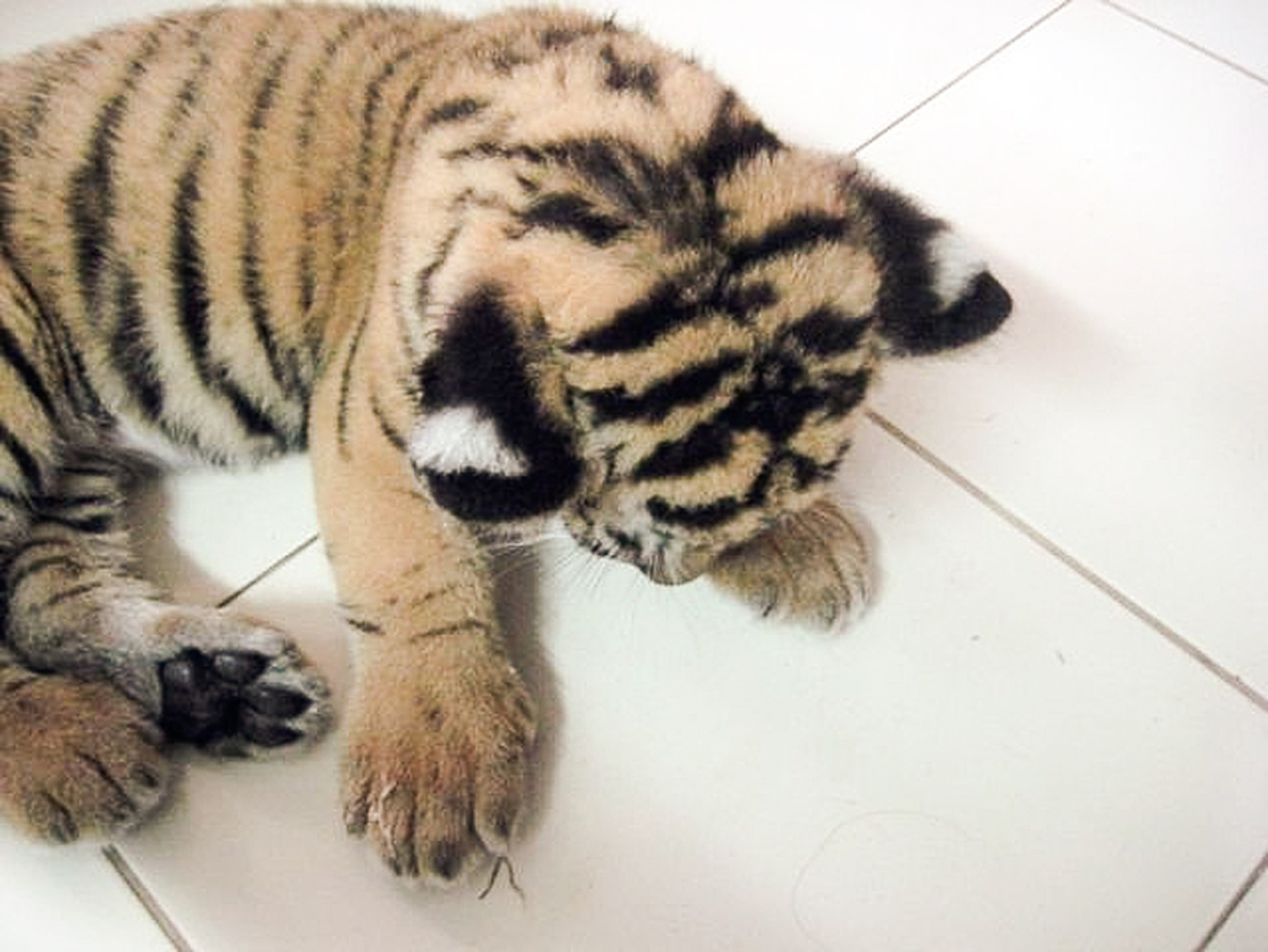 a live, drugged tiger cub found among stuffed animals Sunday in luggage at Bangkok's Suvarnabhumi International Airport