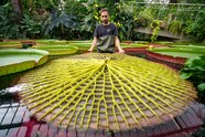 What A Huge Lily Pad Can Teach Us About Building Design National What A Huge Lily Pad Can Teach Us About Building Design National