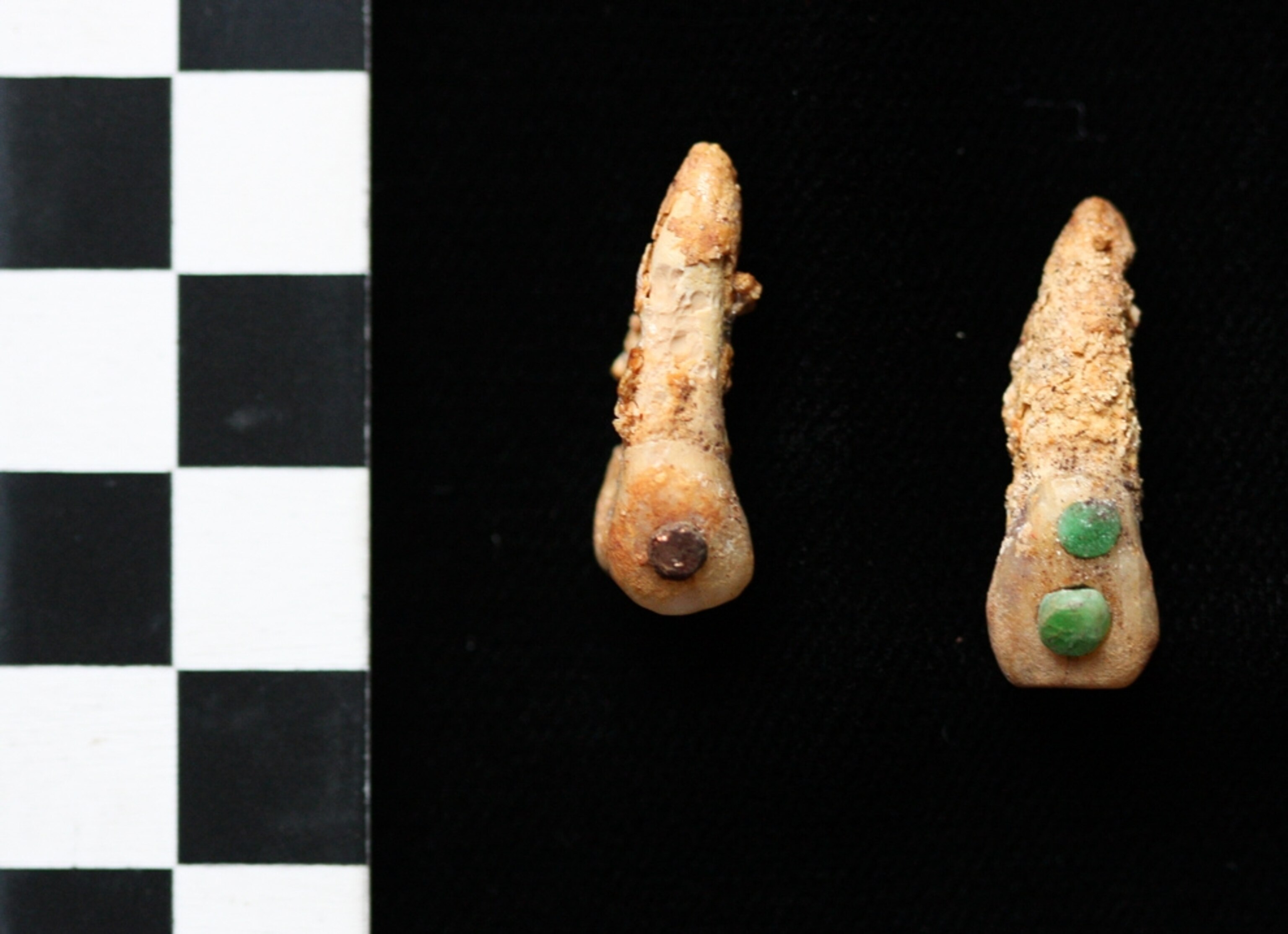 Picture of jeweled teeth from the new Maya royal tomb known for its bowls of human fingers