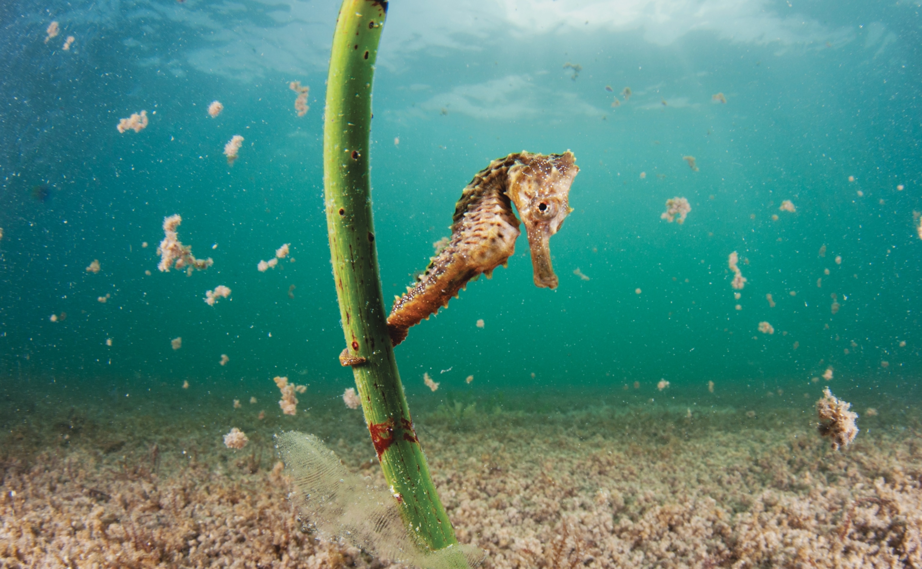 seahorse is using prehensile tail to cling to a mangrove shoot.