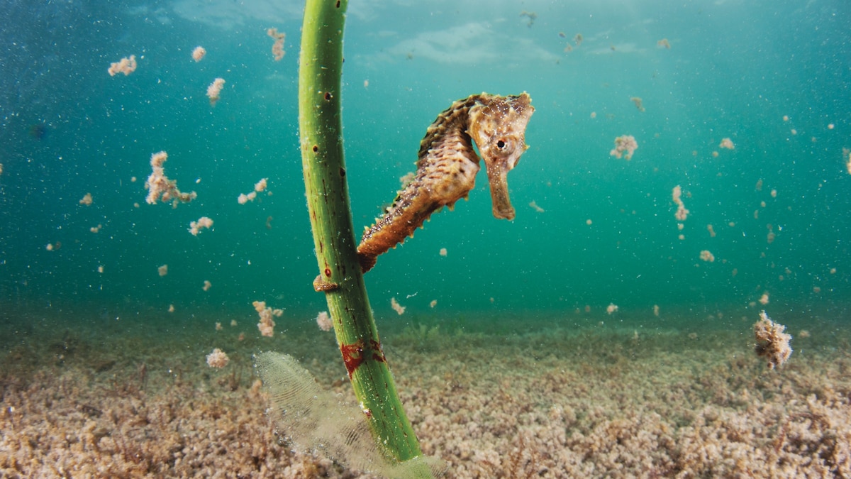 Revealing the hidden kingdom of seahorses