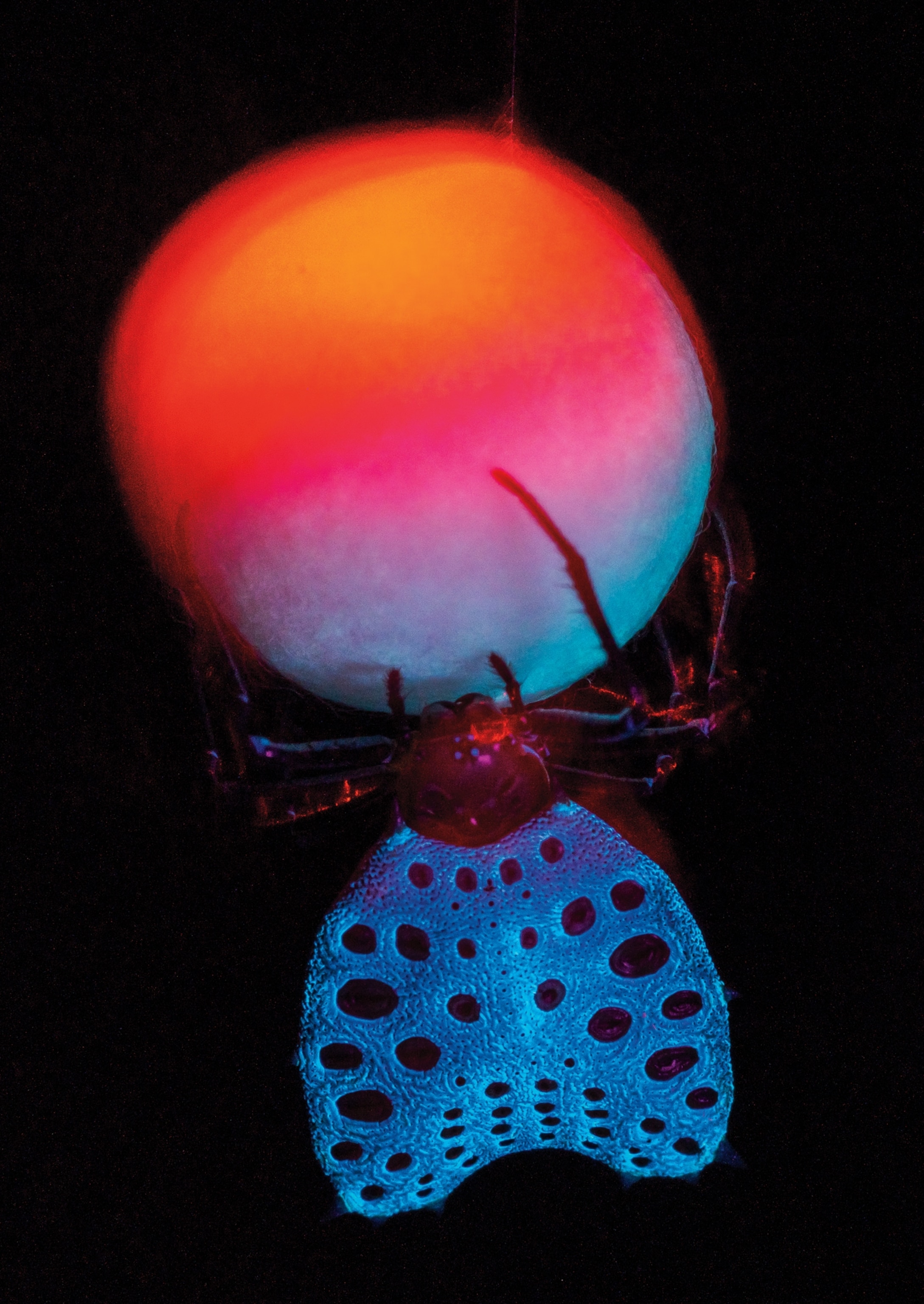 A blue spider sits right beneath an orb glowing bright orange and red.